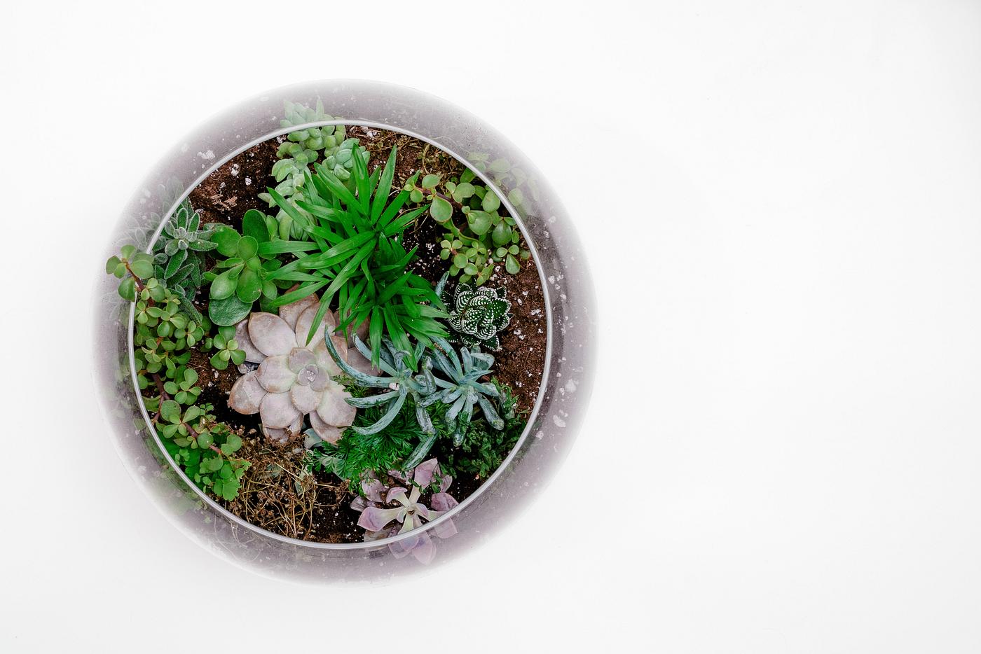 Homemade terrarium with cacti and succulent Homemade terrarium with cacti and succulent