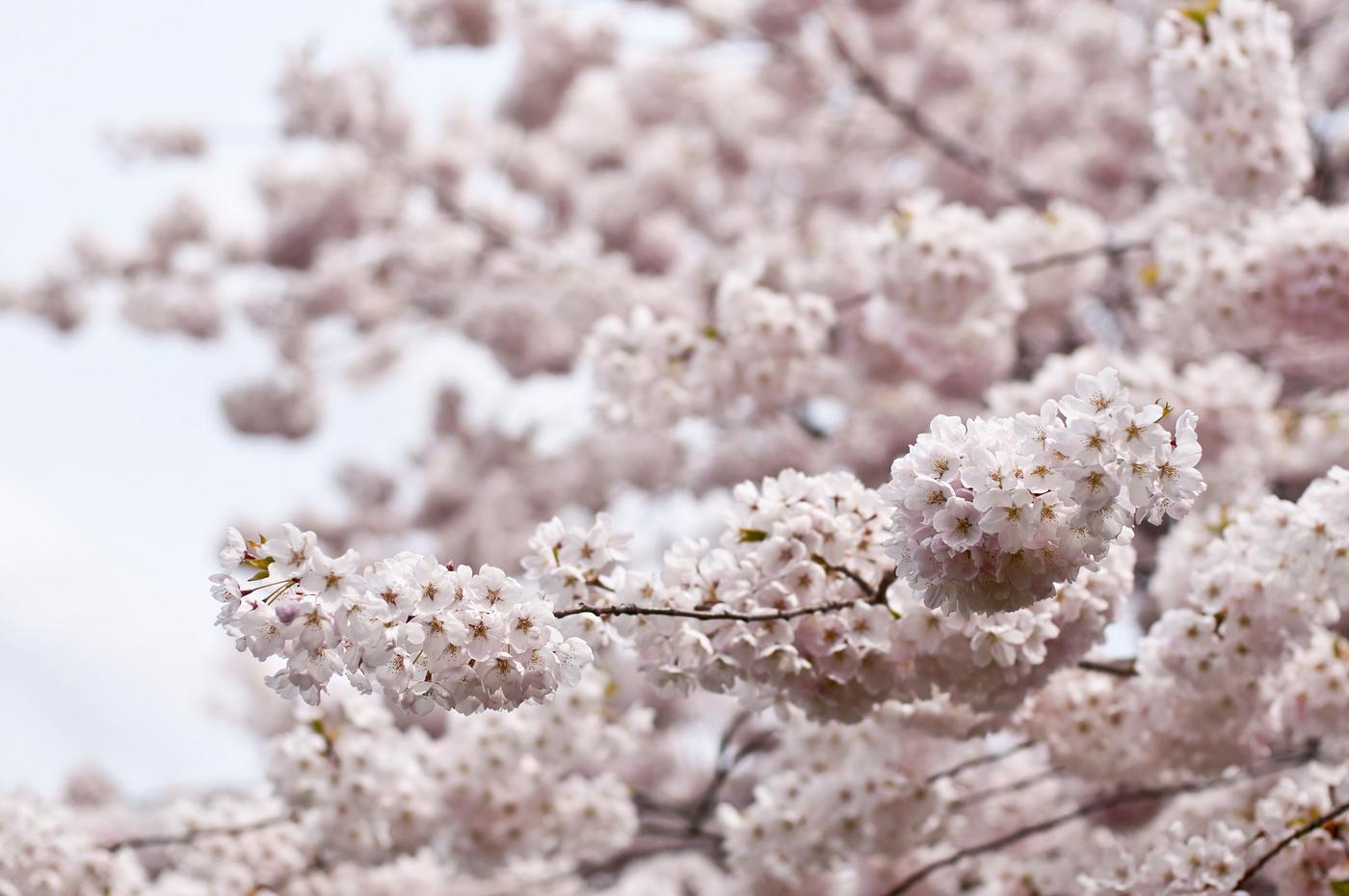 Tree in bloom, London, Canada Tree in bloom, London, Canada