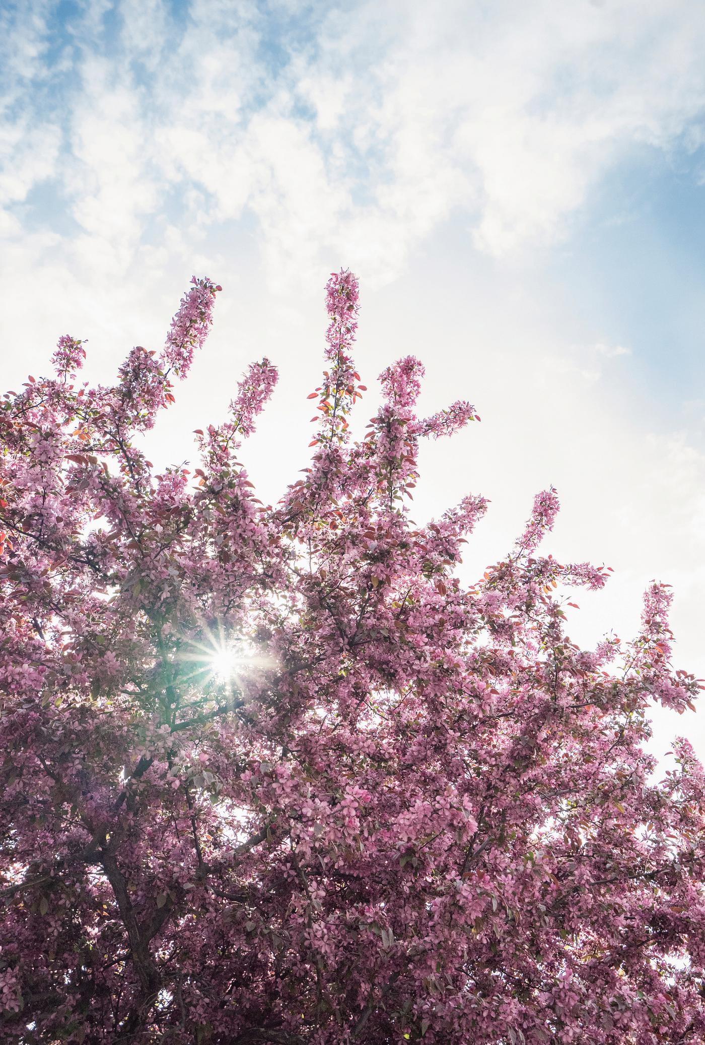 Pink blossoms in spring Pink blossoms in spring