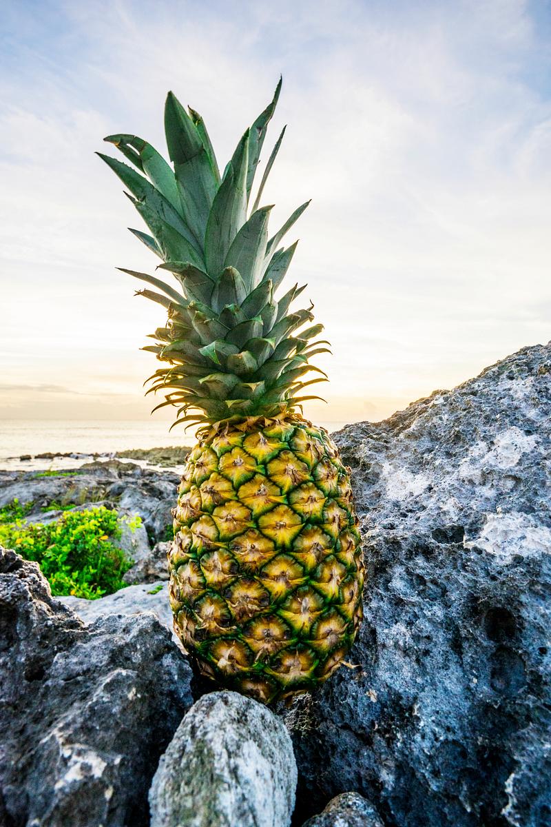 Pineapple on a rocky mountain in the morning Pineapple on a rocky mountain in the morning