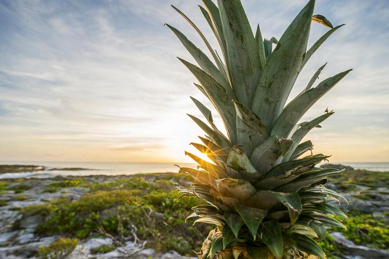 Pineapple on a rocky mountain in the morning Pineapple on a rocky mountain in the morning