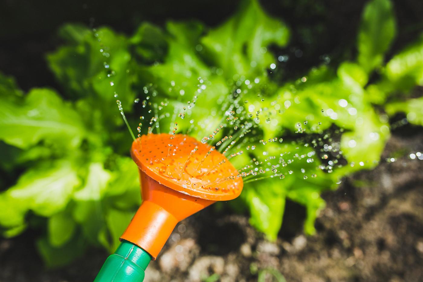 Watering the vegetables Watering the vegetables