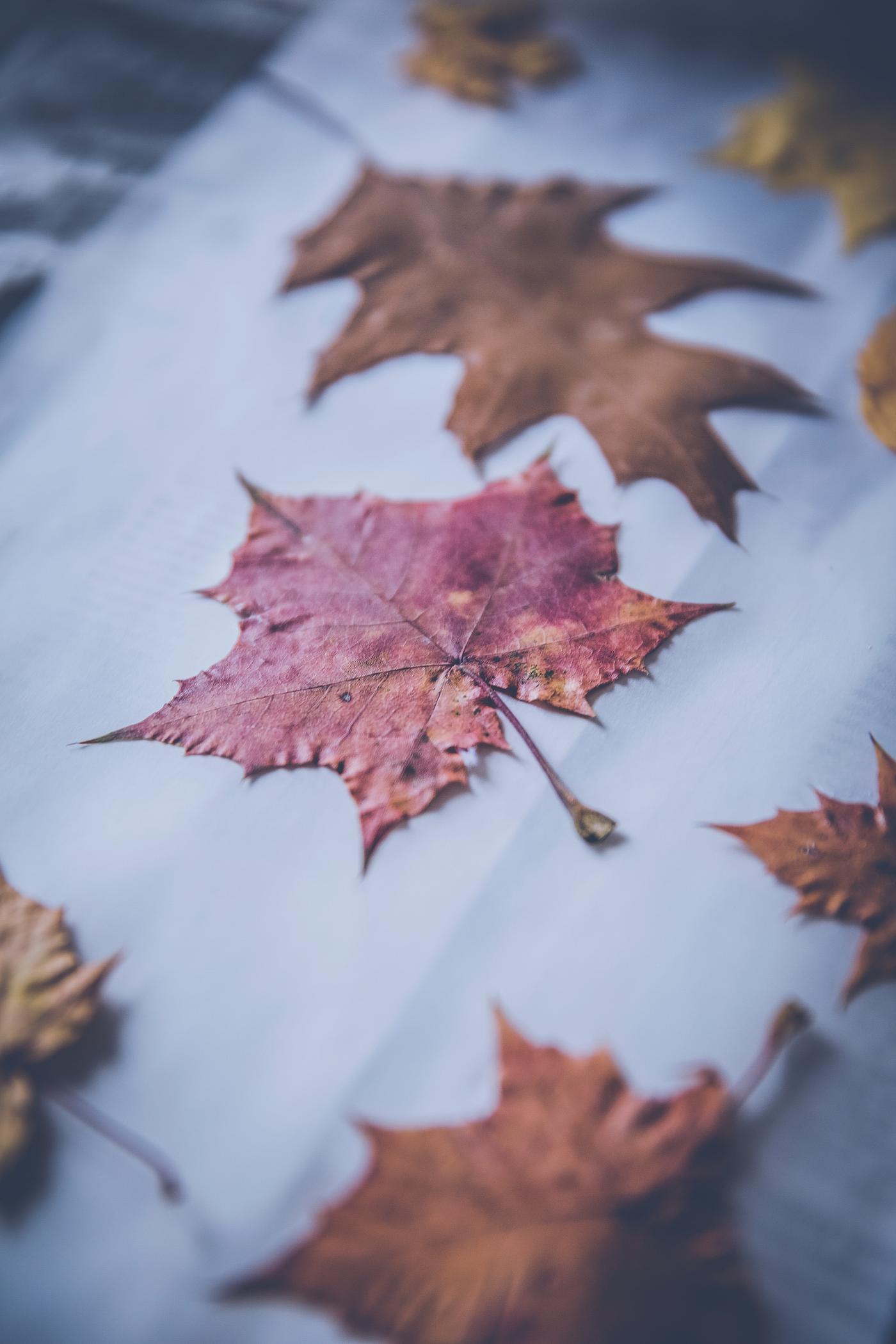 Colorful dried autumn foliage Colorful dried autumn foliage