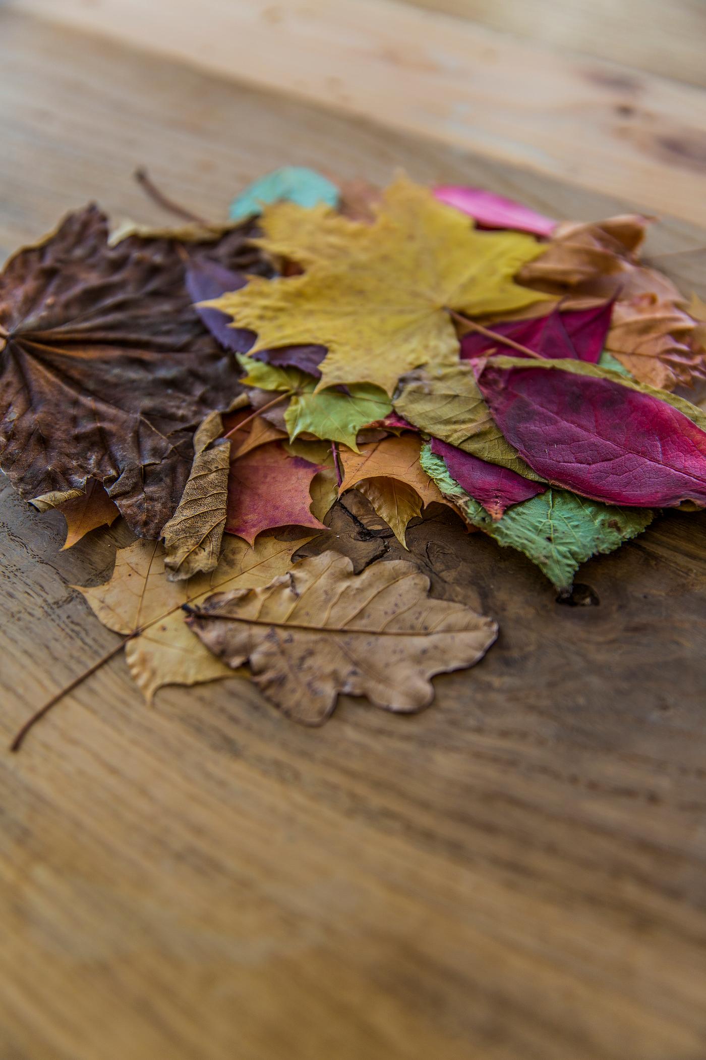 Colorful dried autumn foliage Colorful dried autumn foliage
