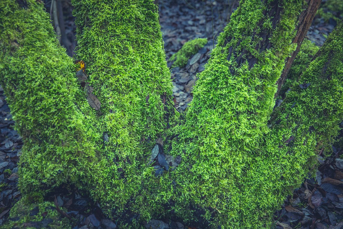 Moss growing on a log Moss growing on a log