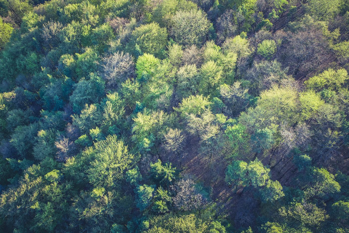 Aerial view of pine forest Aerial view of pine forest