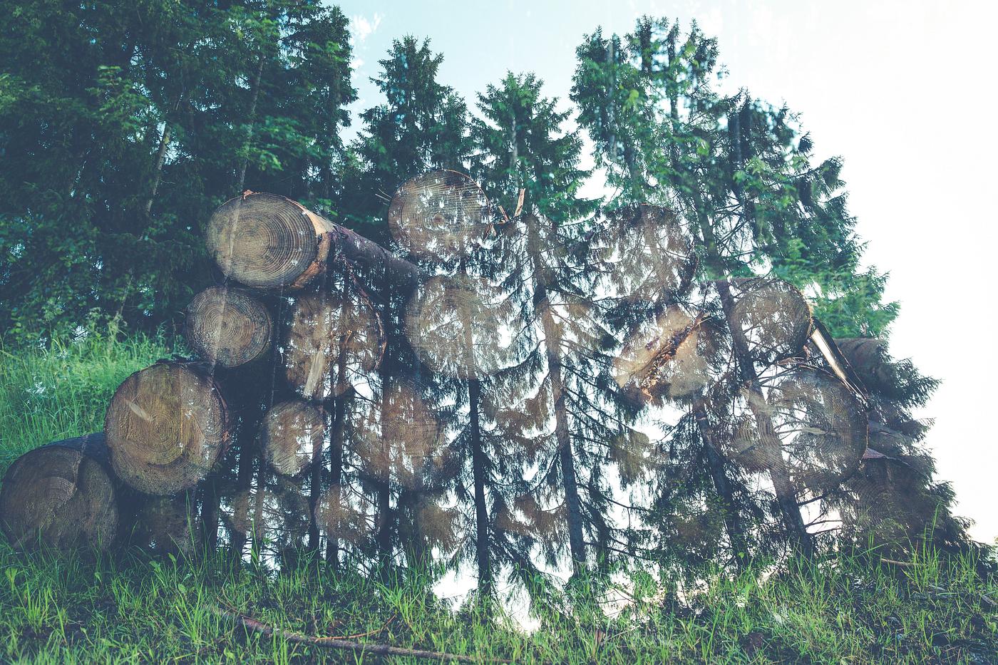German green forest in summer German green forest in summer