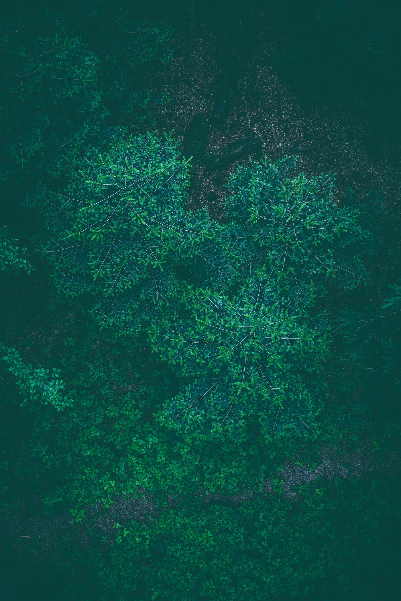 German forest German forest