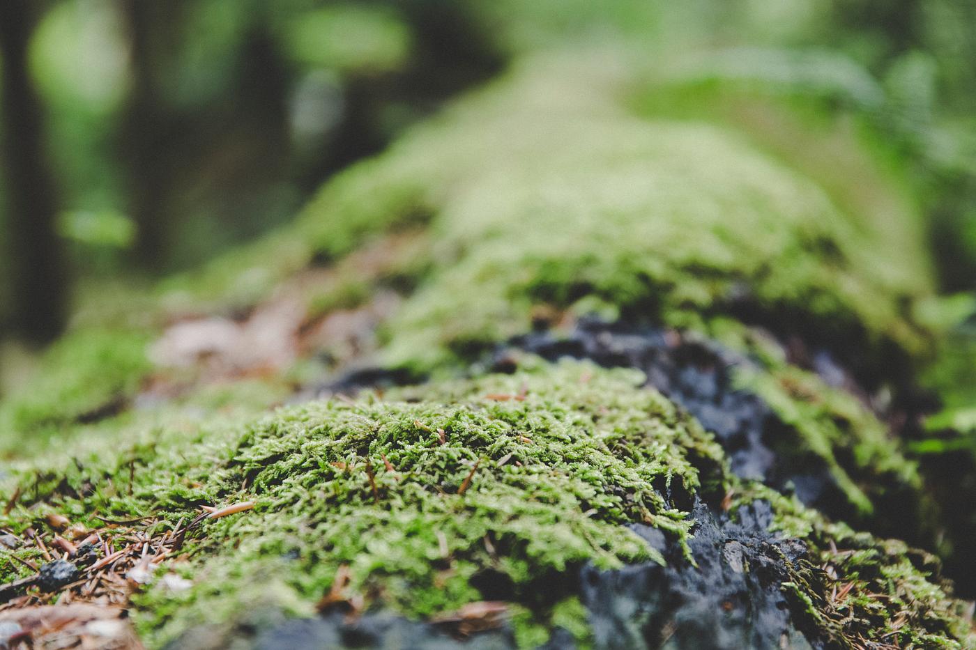 Moss growing on a log Moss growing on a log