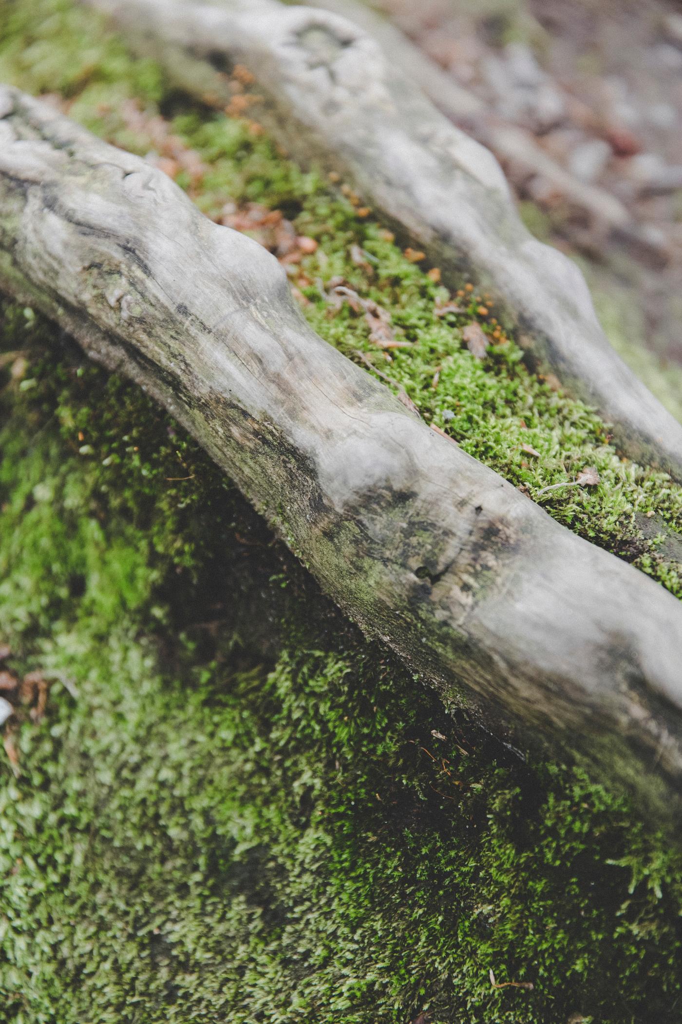 Moss growing on a log Moss growing on a log