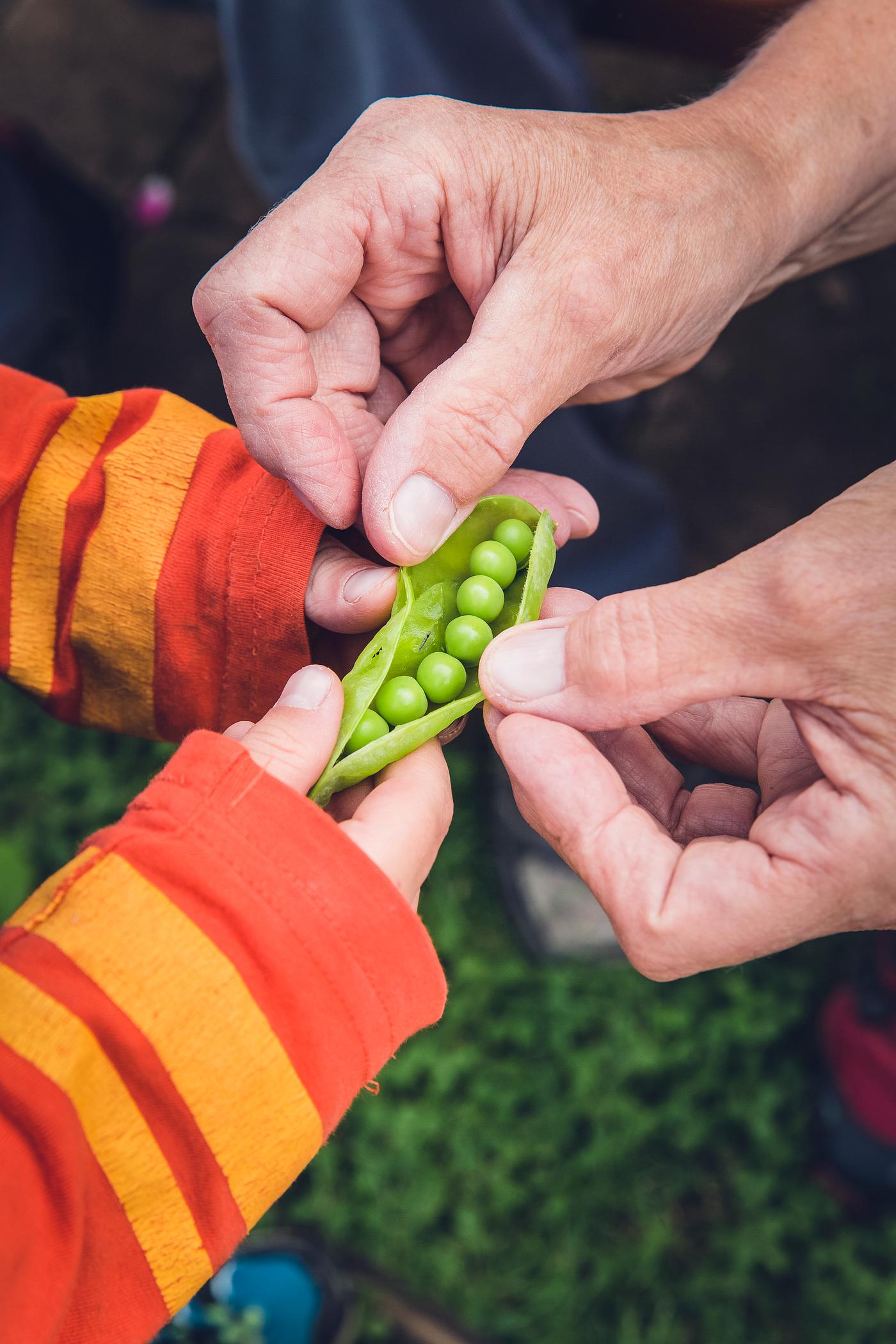 Boy picking snap peas Boy picking snap peas
