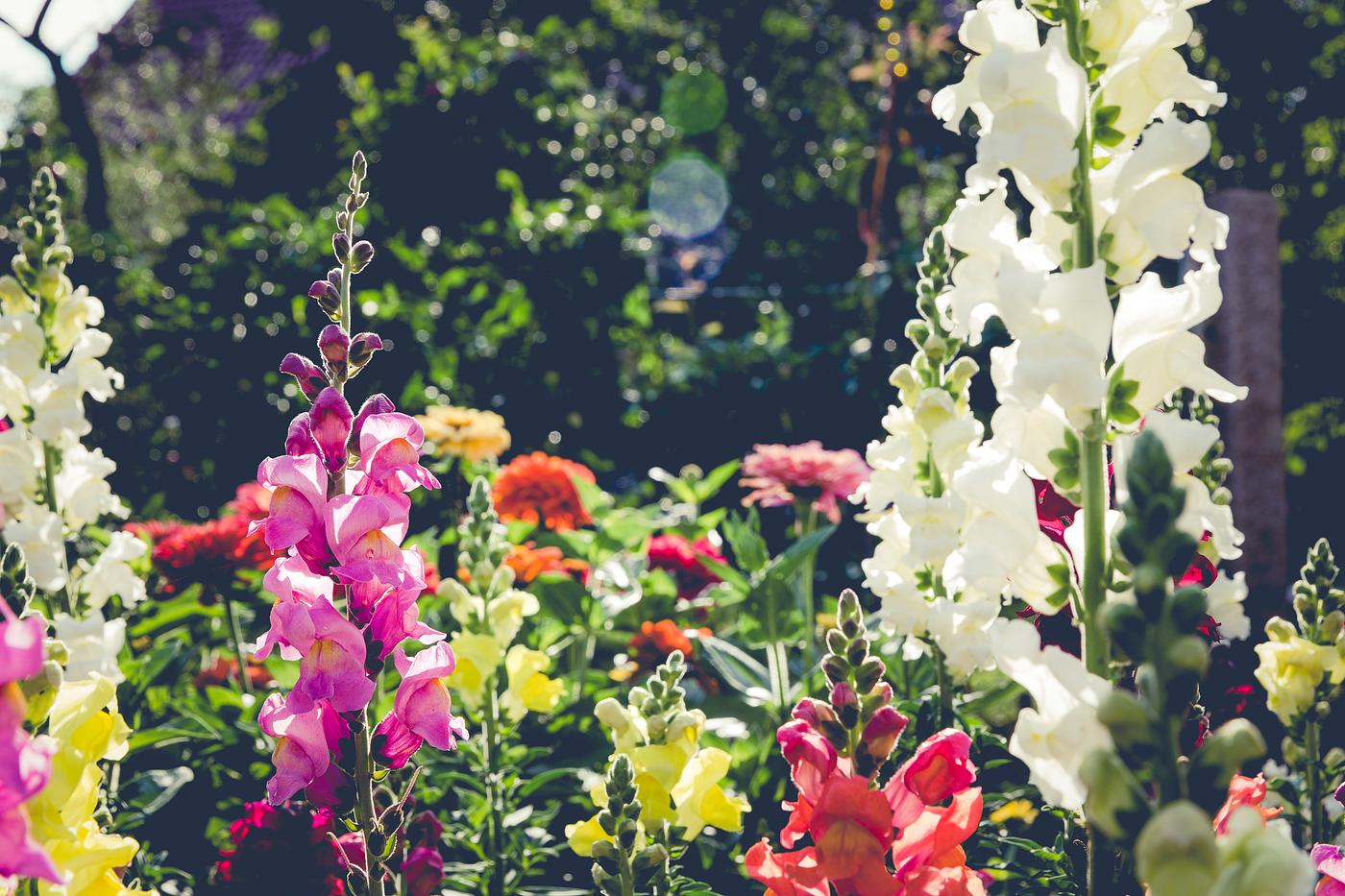 Blooming flowers in the summer Blooming flowers in the summer