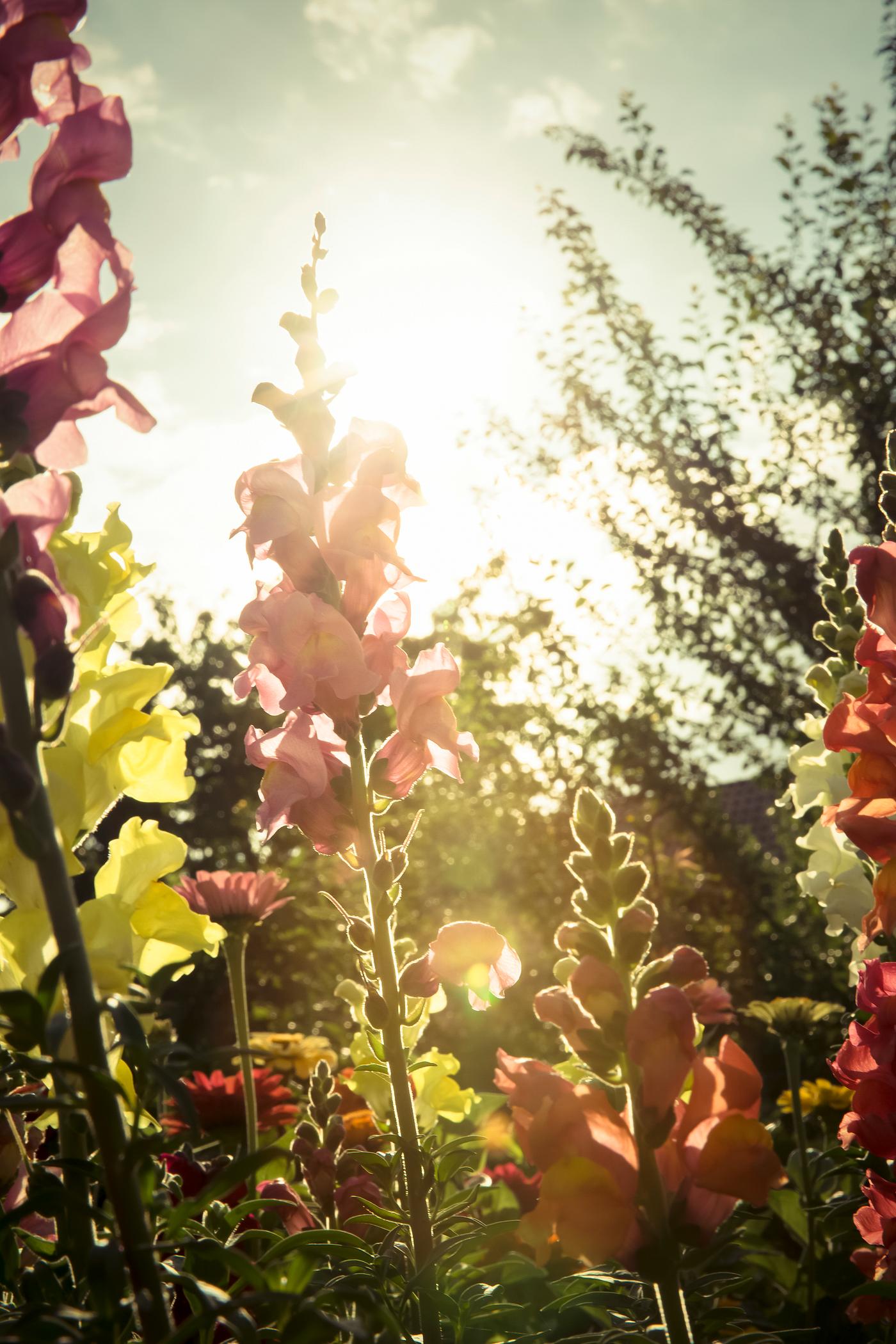 Blooming flowers in the summer Blooming flowers in the summer