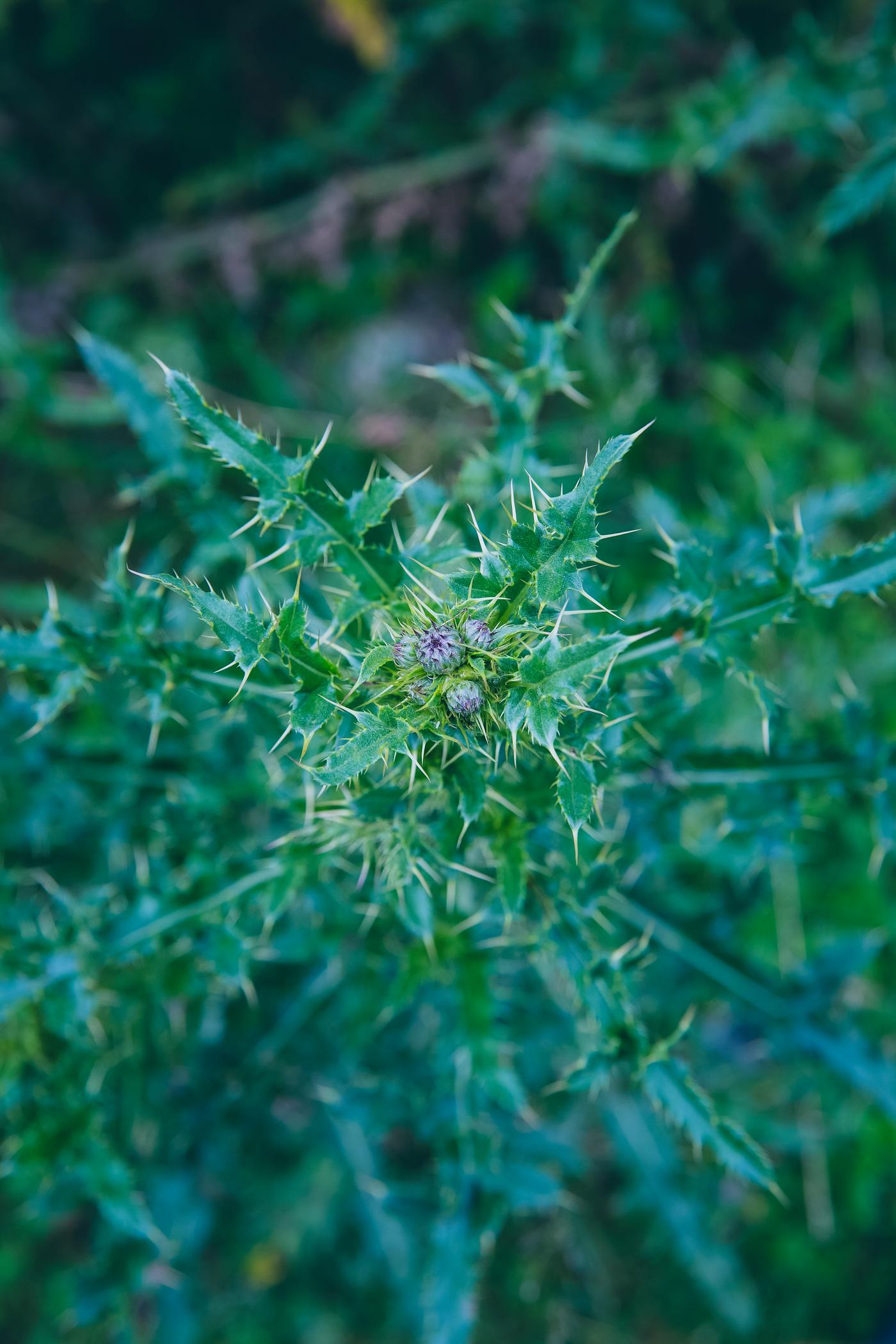 Burdock Burdock