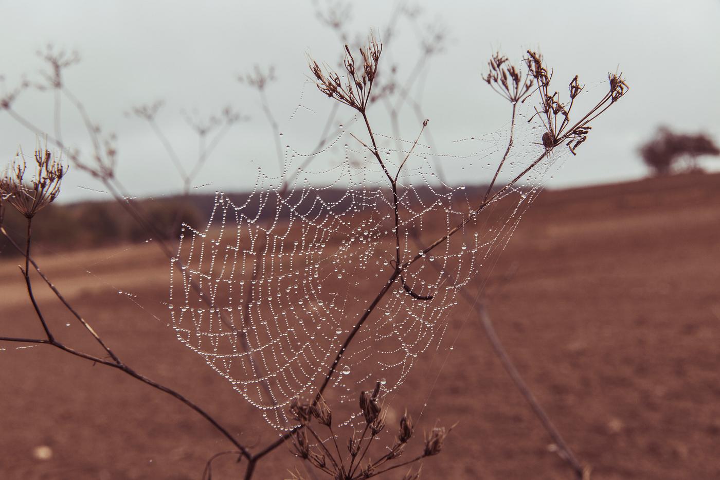 Spider web on a dry flower Spider web on a dry flower