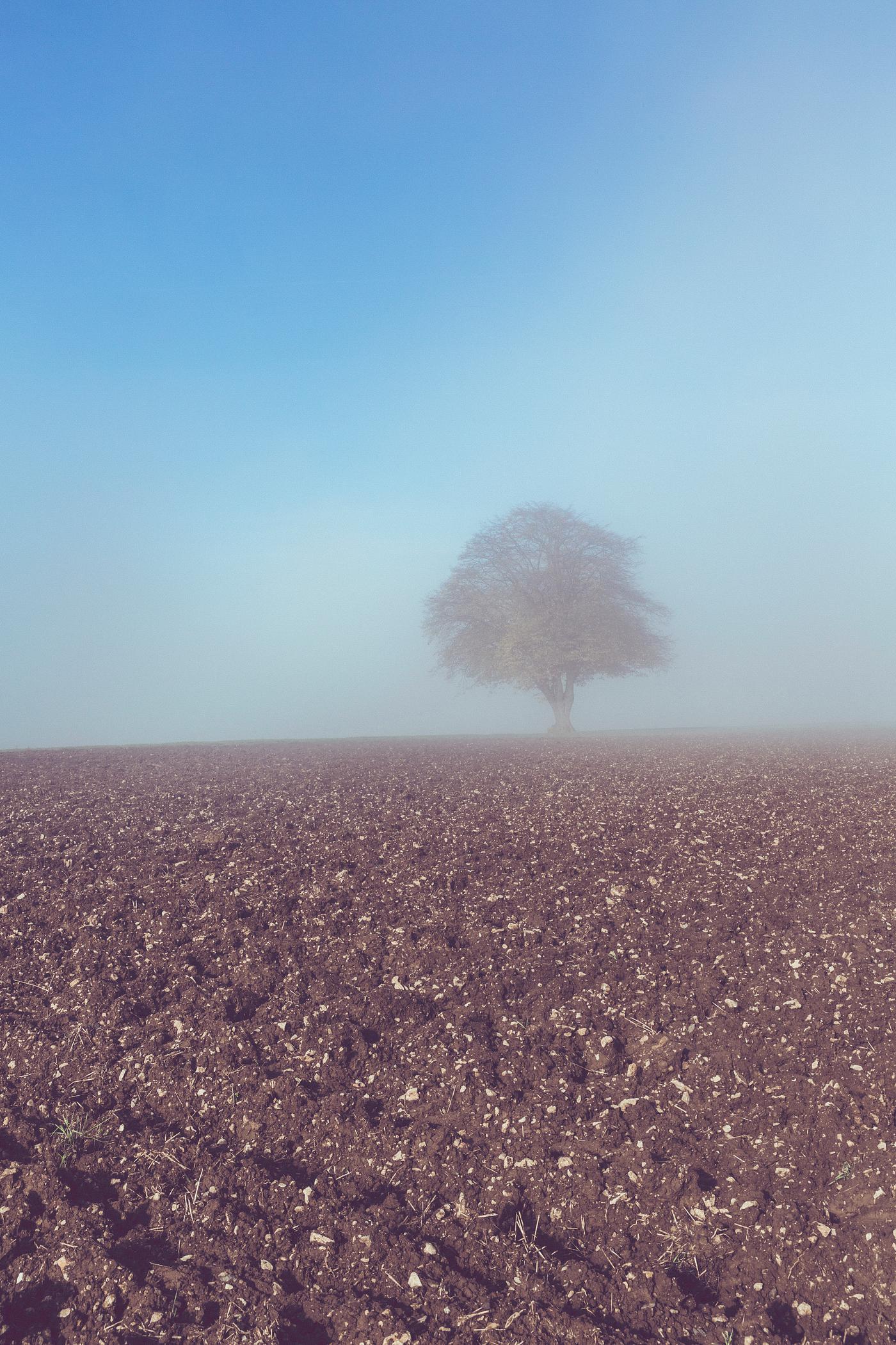 Tree in a land with blue sky Tree in a land with blue sky
