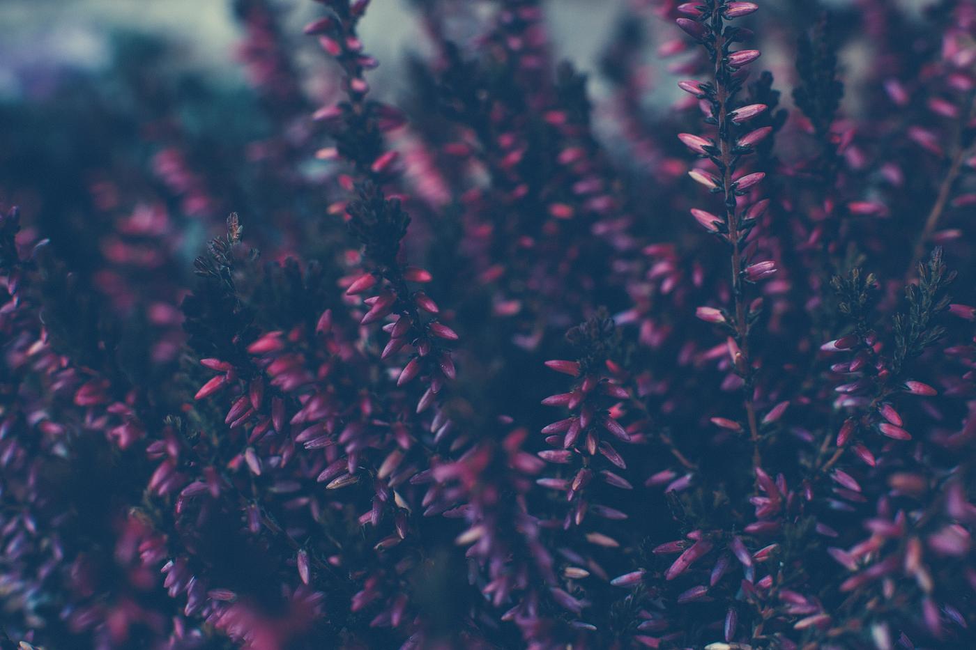 Calluna flowers in the forest Calluna flowers in the forest