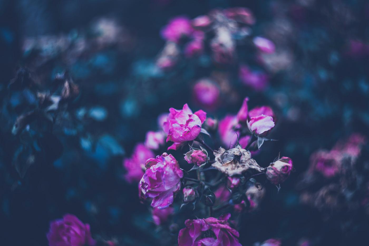 Pink roses with Bokeh Pink roses with Bokeh