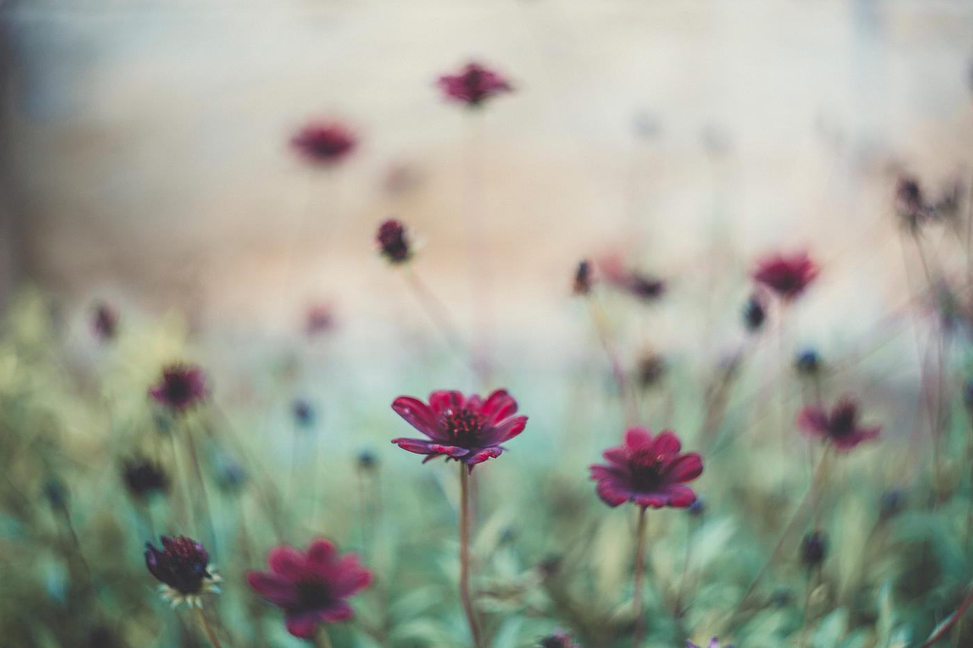 Red flowers with Bokeh Red flowers with Bokeh