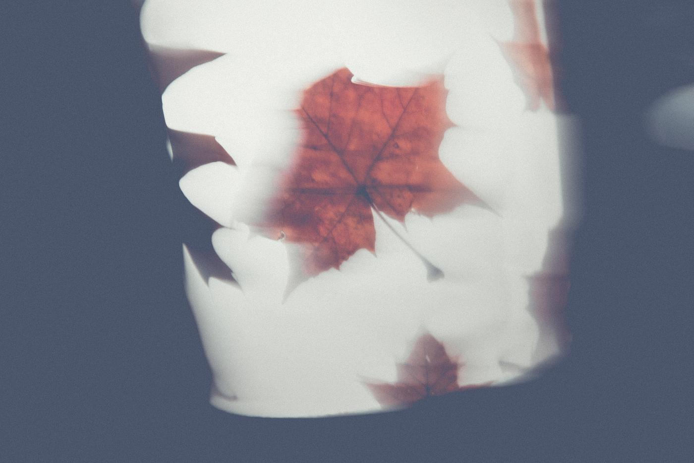 Maple leaves Maple leaves