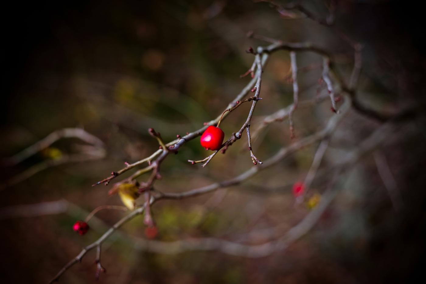 Red berries on a tree Red berries on a tree