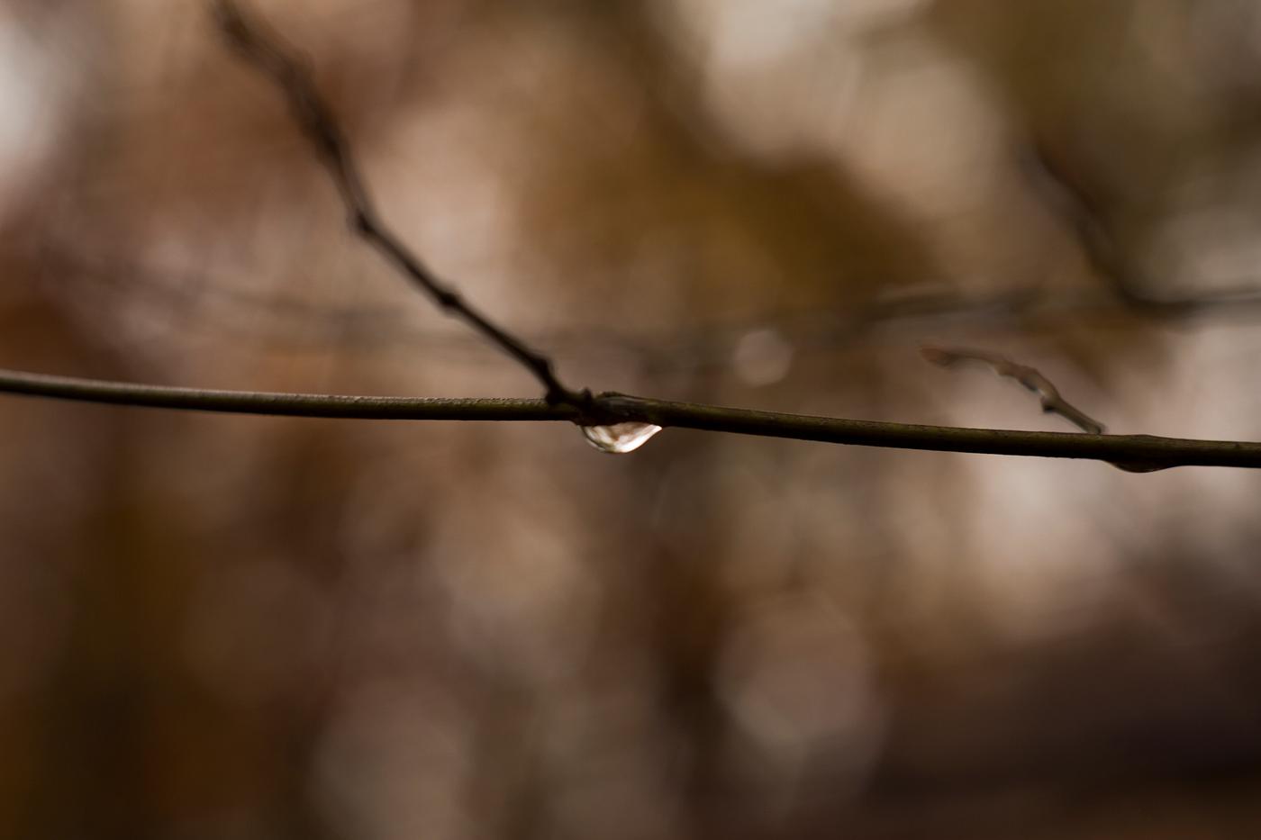 Raindrop hanging from a branch Raindrop hanging from a branch