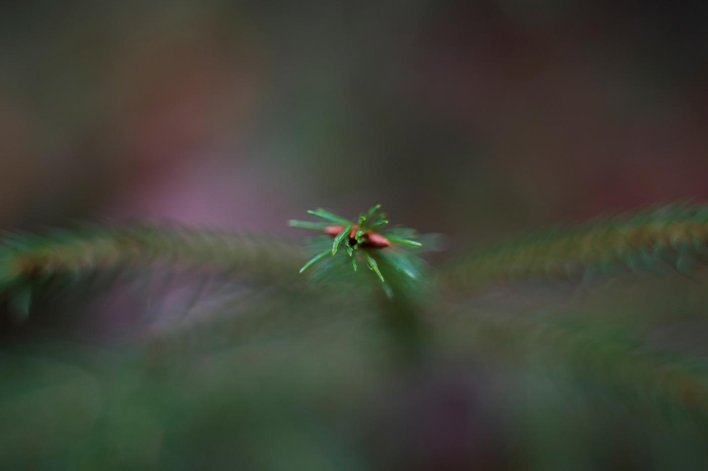 Pine leaves Pine leaves