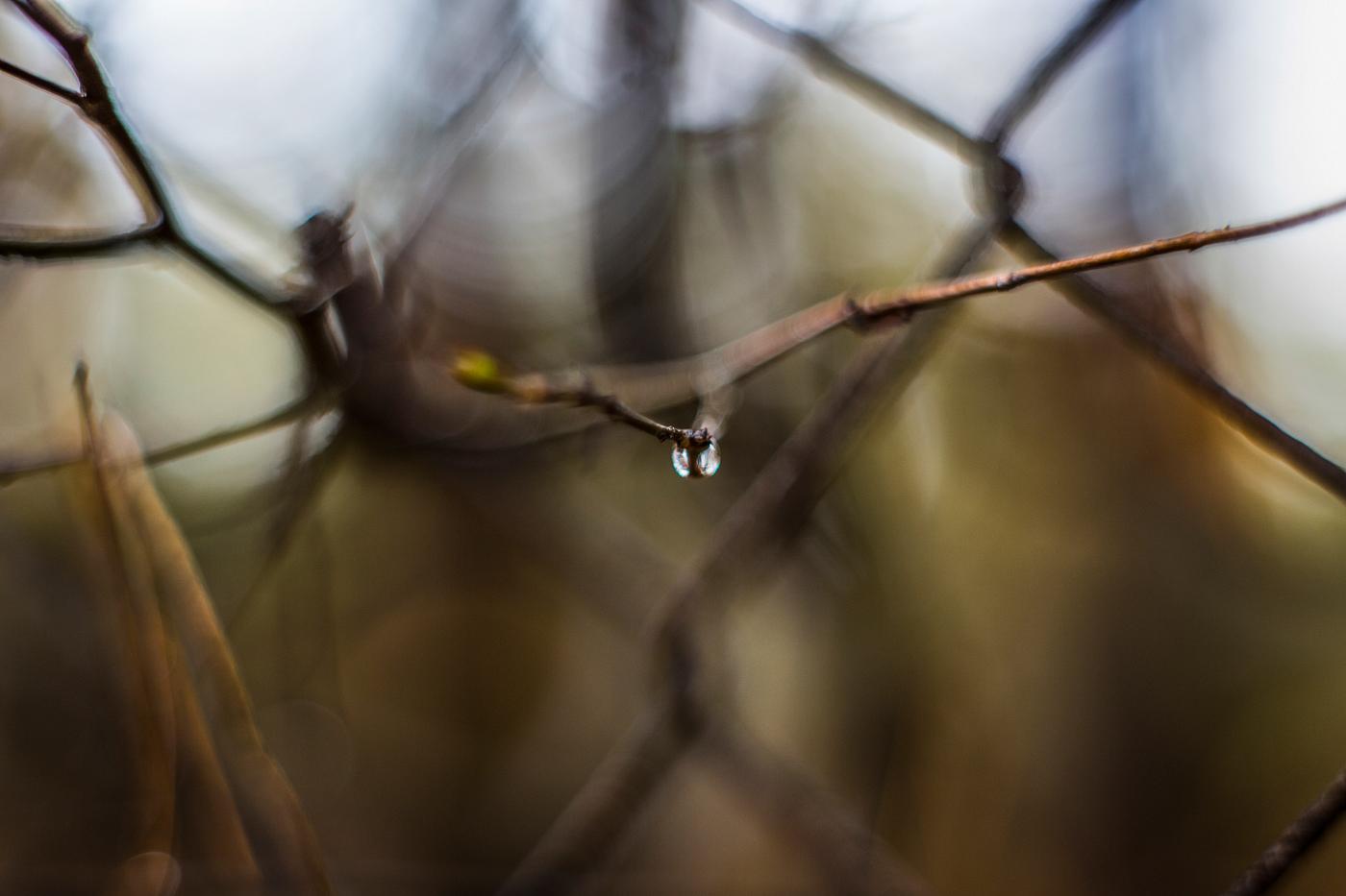 Raindrop hanging from a branch Raindrop hanging from a branch