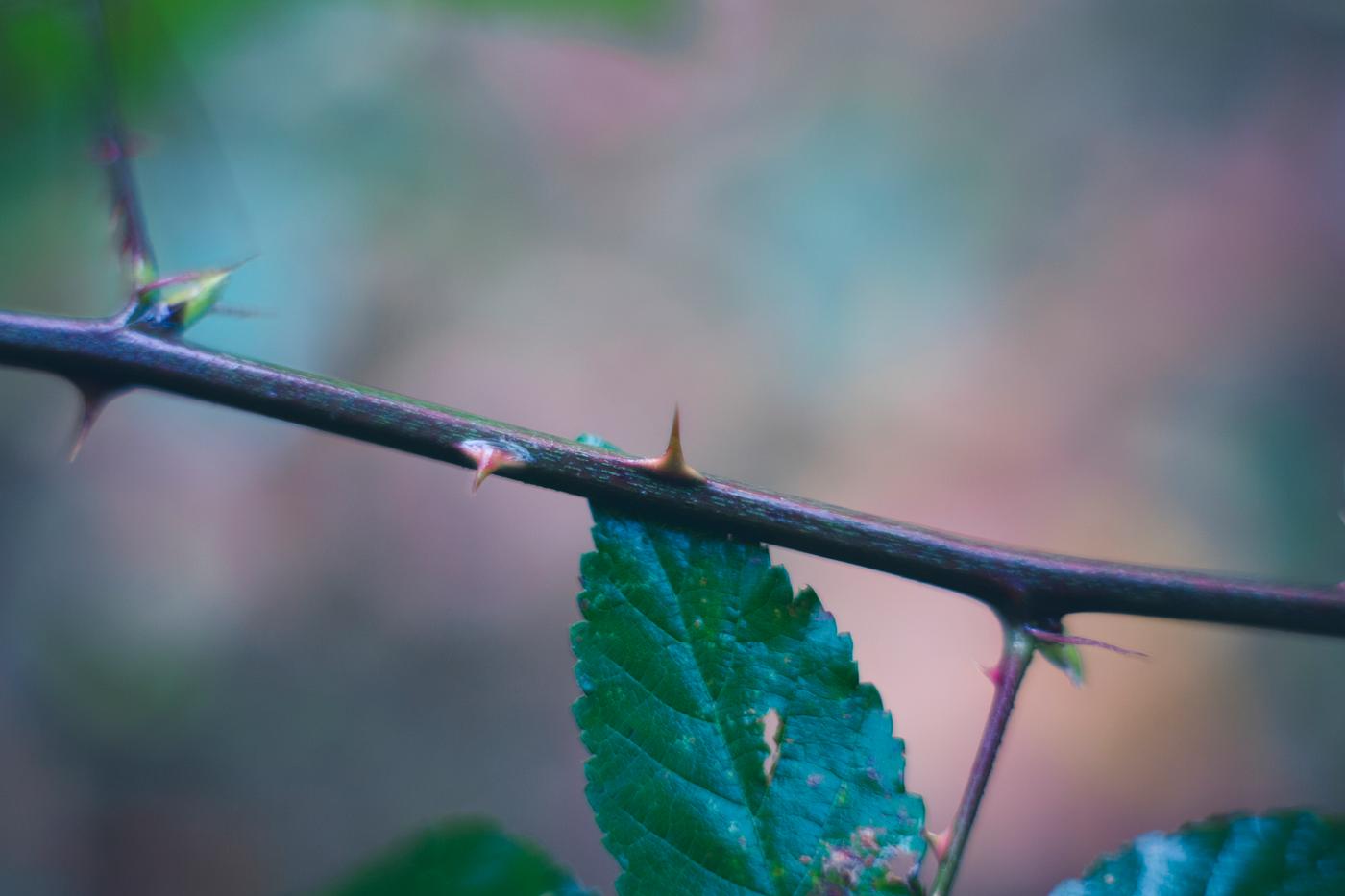Thorny plant Thorny plant