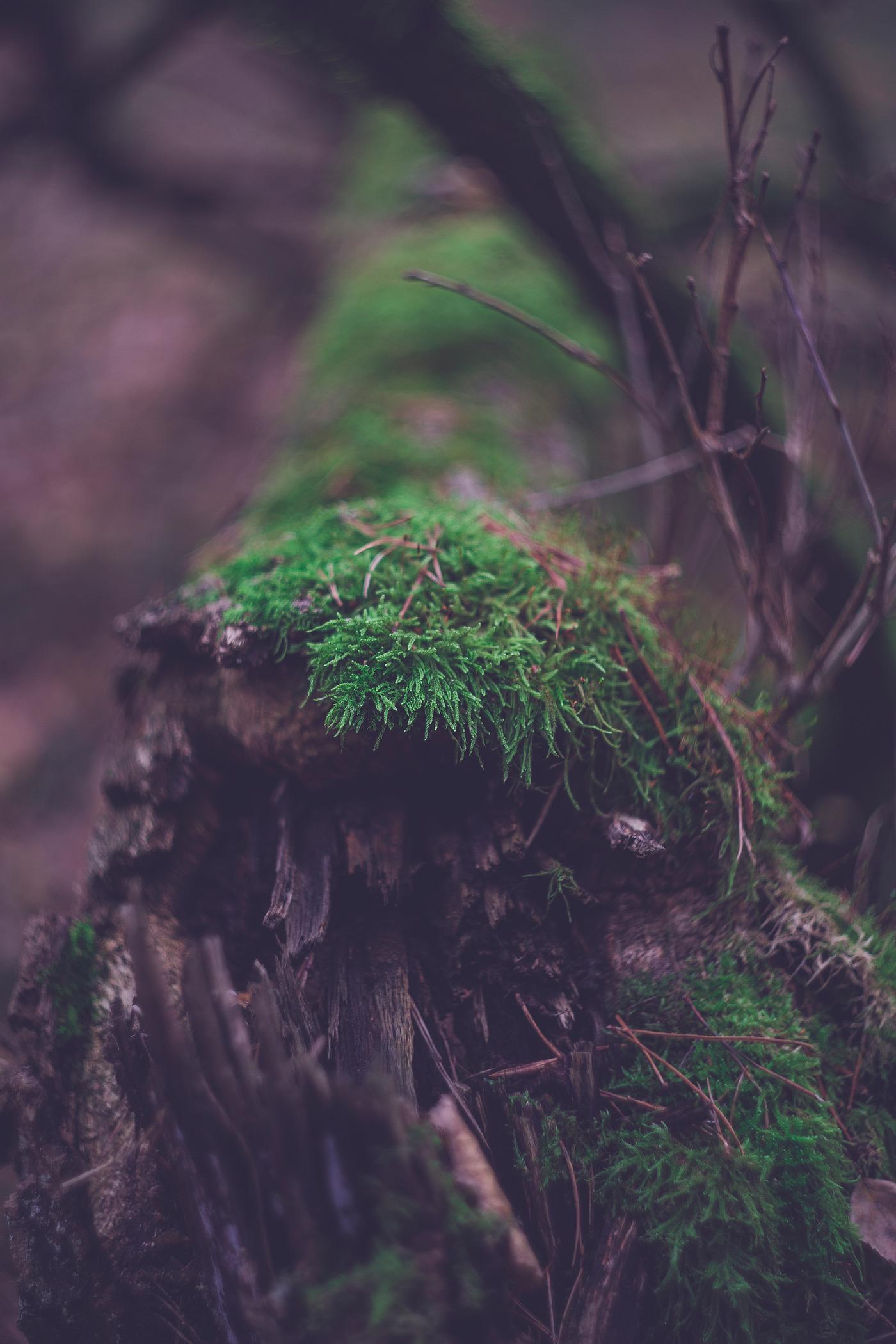 Moss growing on a log Moss growing on a log