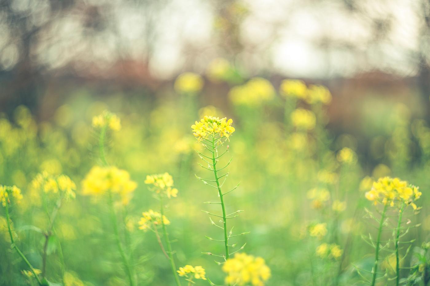 Field of yellow flowers Field of yellow flowers