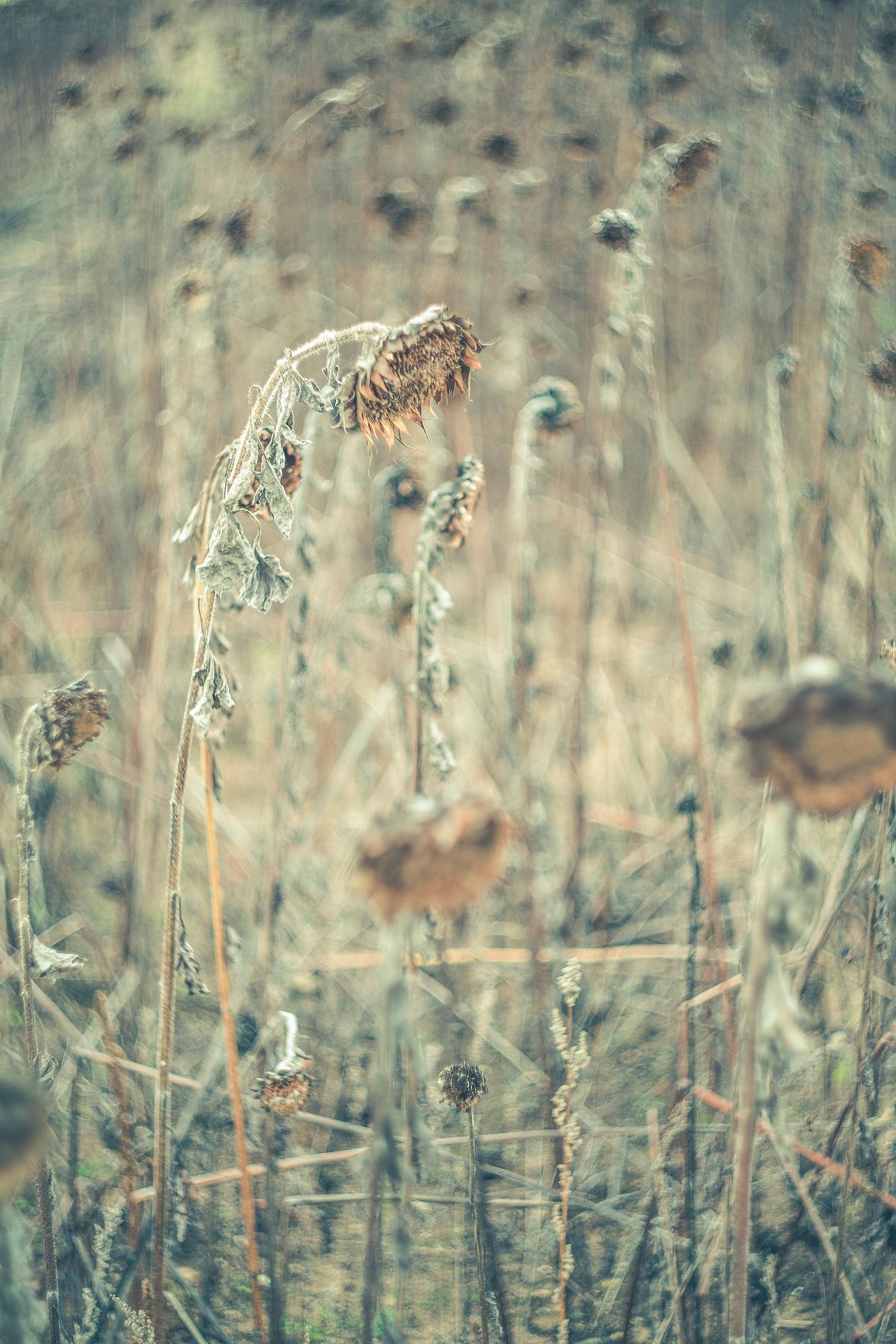 Dry flowers on a field Dry flowers on a field