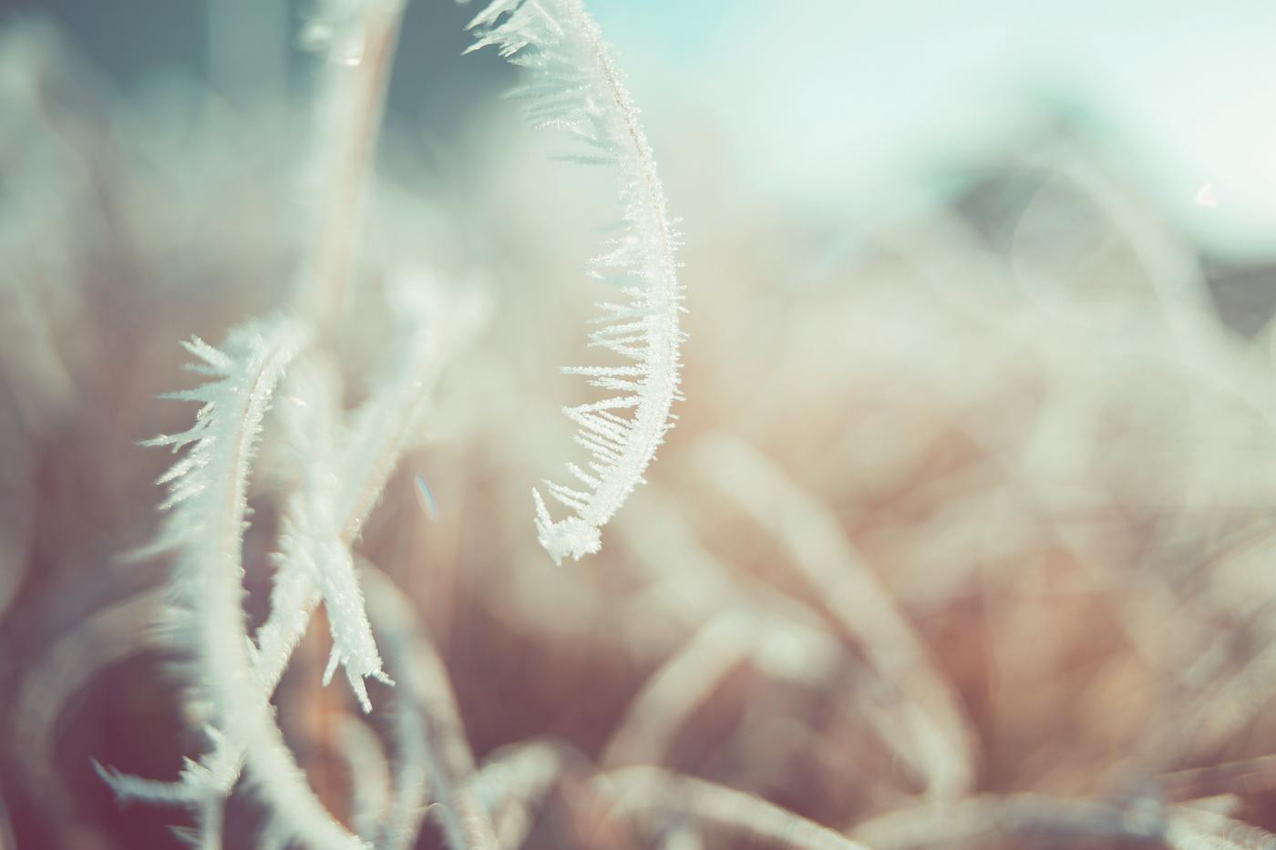 Frost on dry grass Frost on dry grass