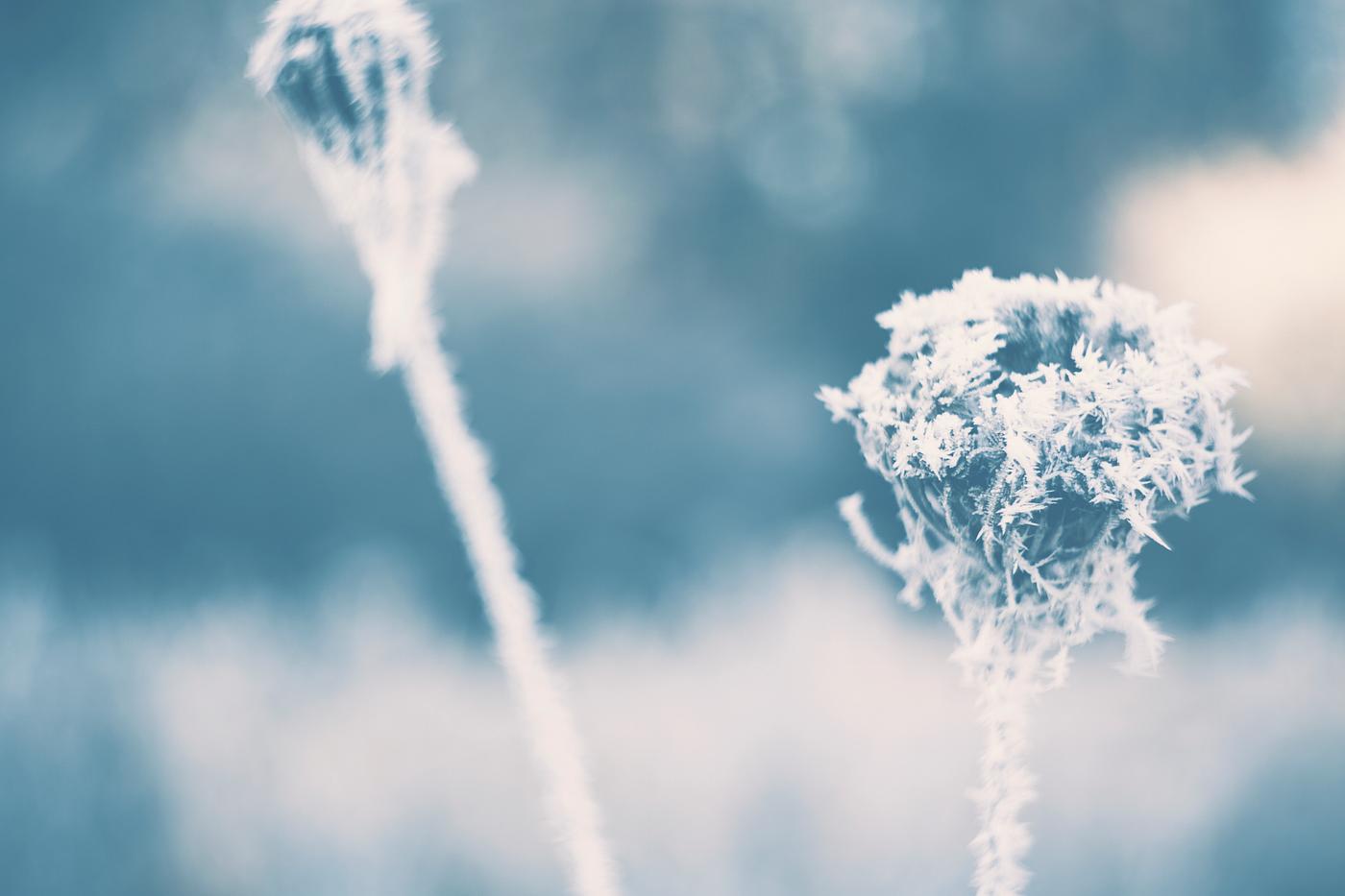Flowers covered by frost Flowers covered by frost