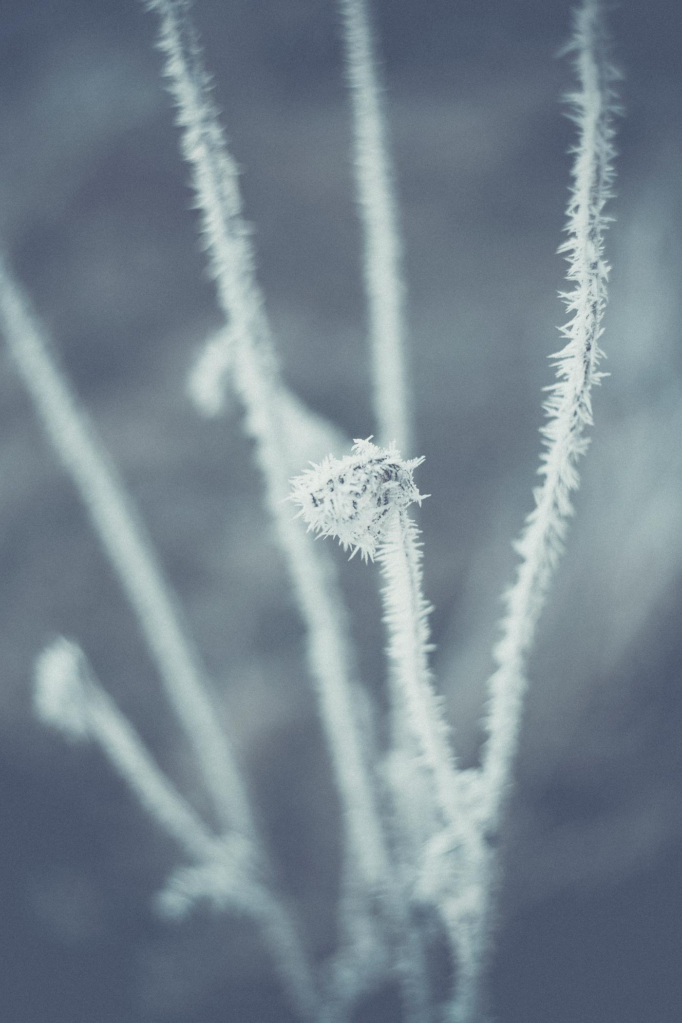Flowers covered by frost Flowers covered by frost