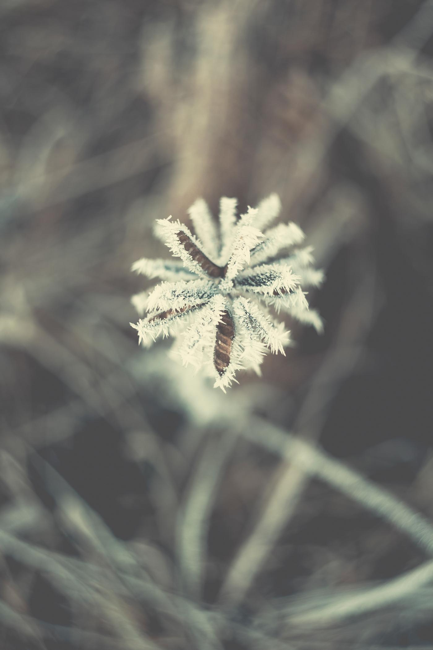 Flowers covered by frost Flowers covered by frost