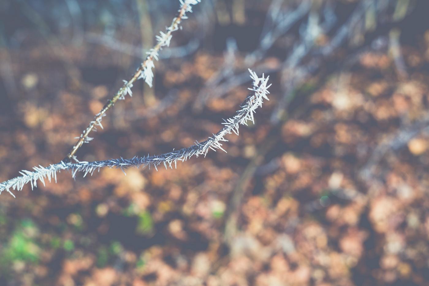 Branches covered in frost Branches covered in frost