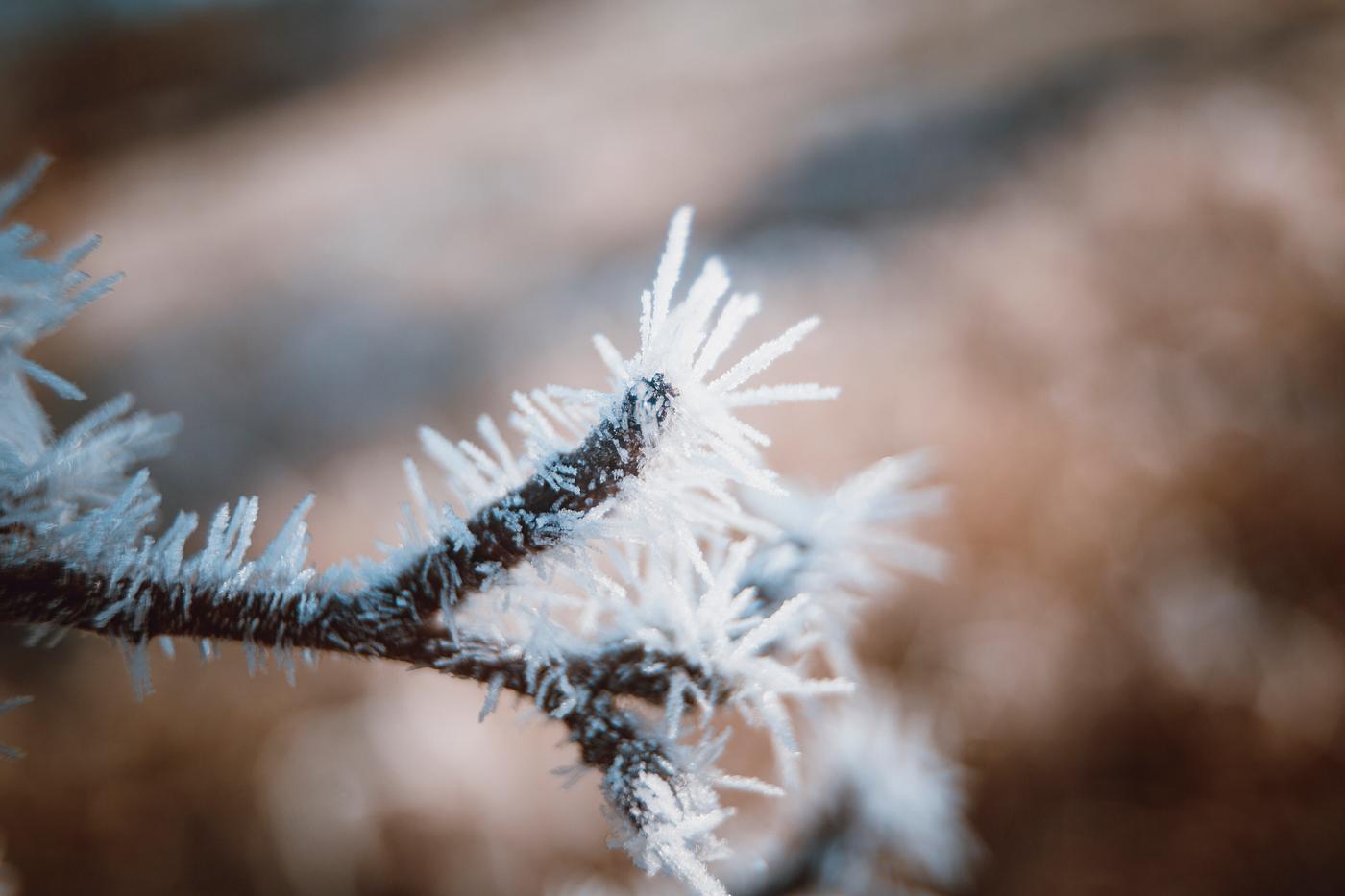 Branches covered in frost Branches covered in frost