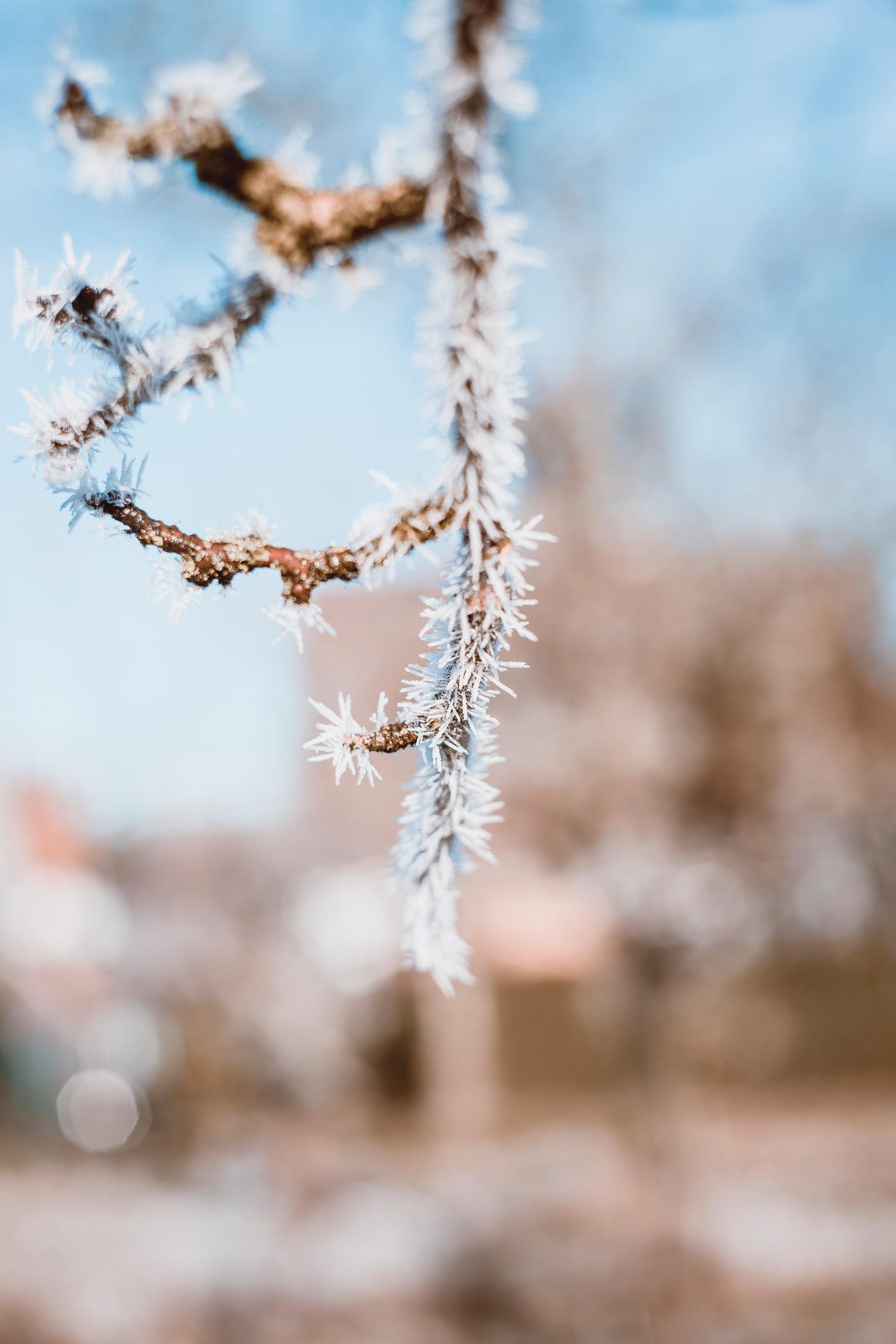 Branches covered in frost Branches covered in frost