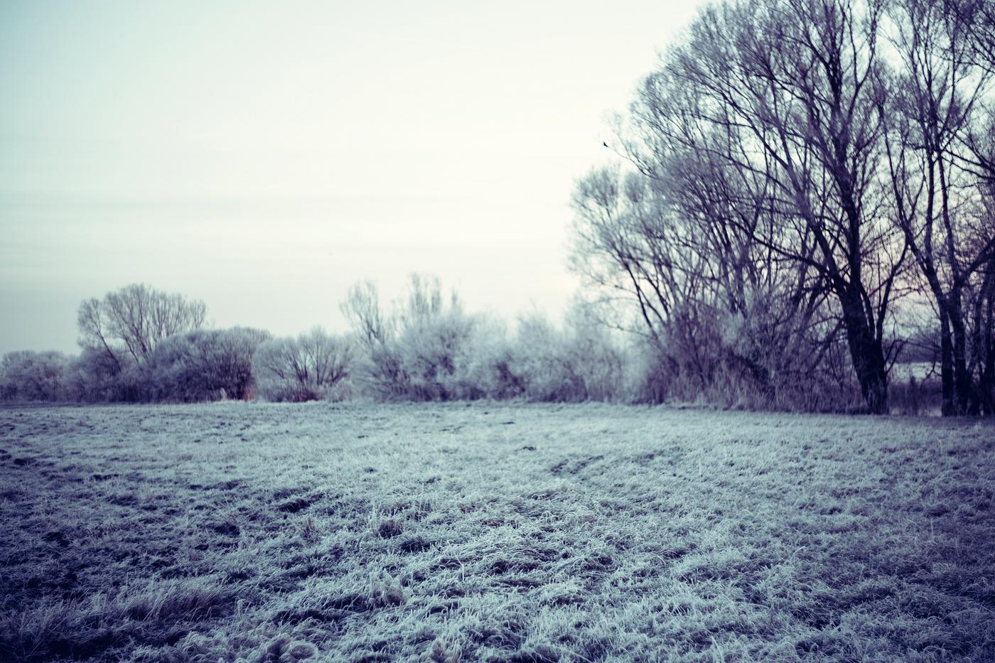 Scenic of frost on a field Scenic of frost on a field