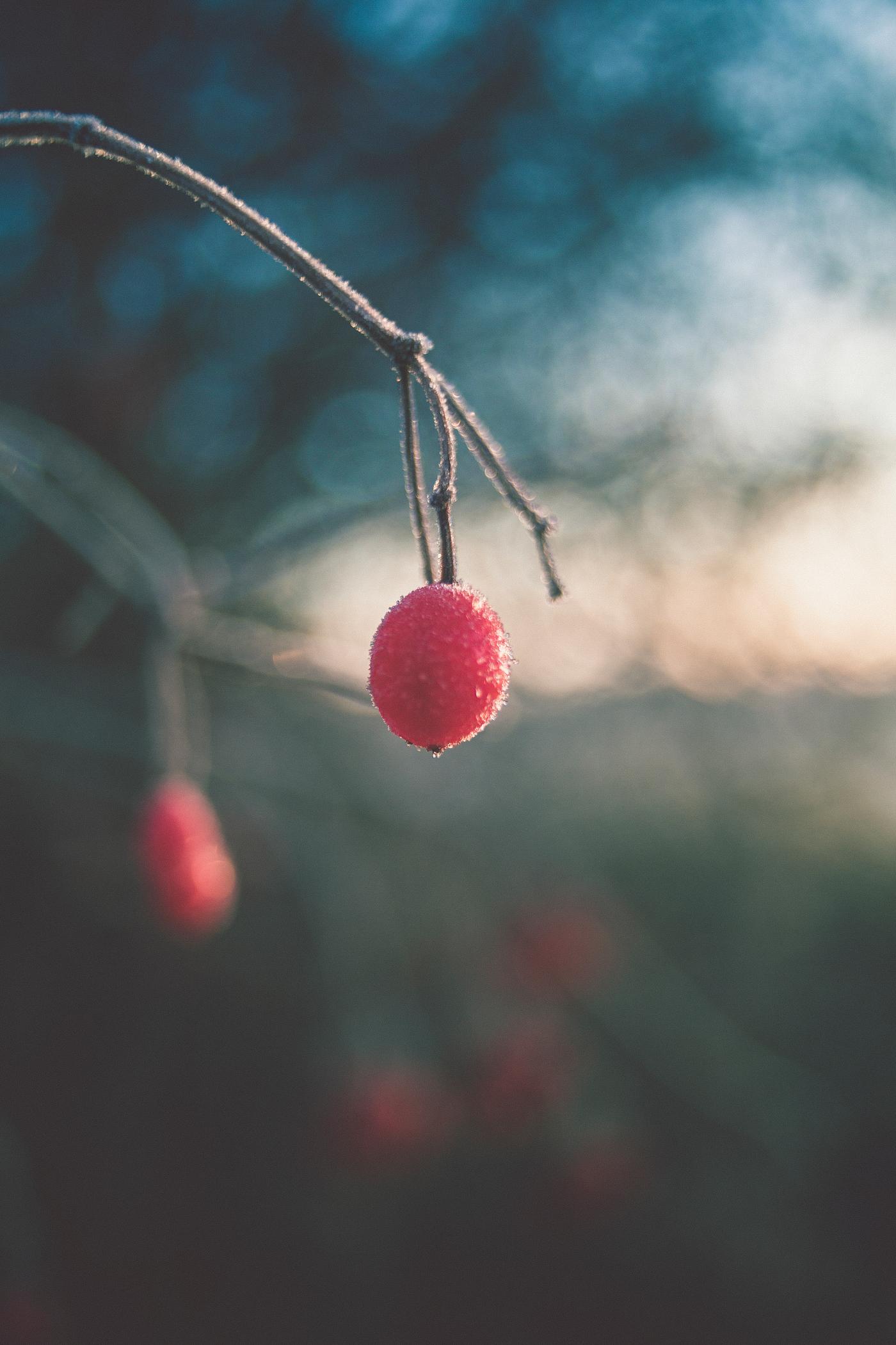 Snowflakes on red berries Snowflakes on red berries