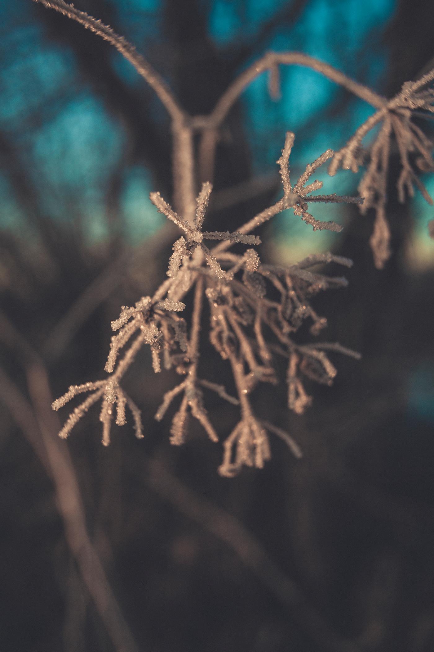Leaves covered with ice crystal Leaves covered with ice crystal