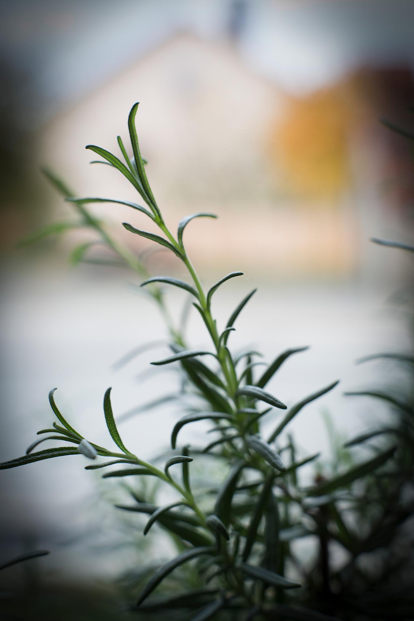 Rosemary leaves Rosemary leaves