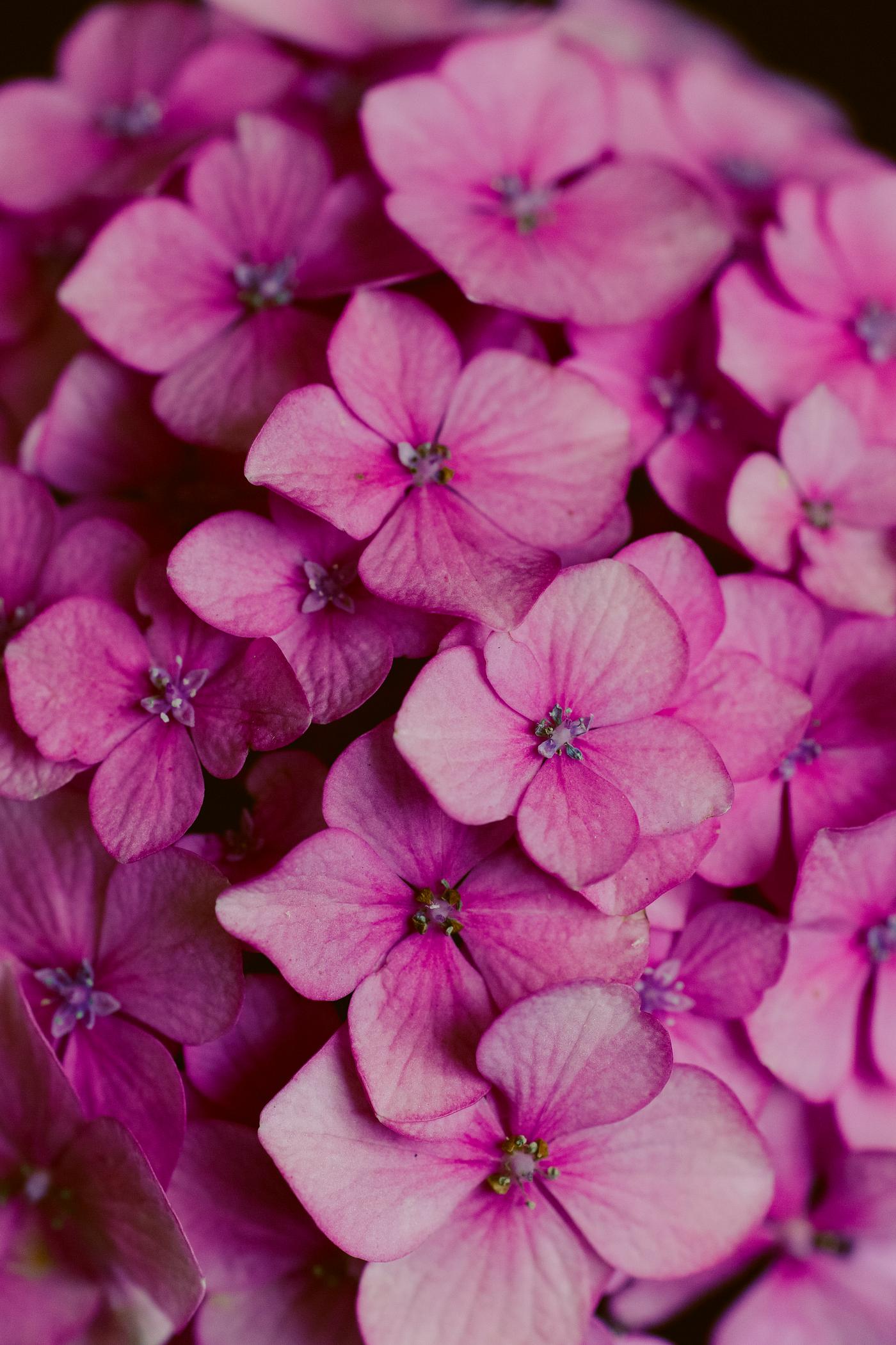 Blooming beautiful pink flowers Blooming beautiful pink flowers