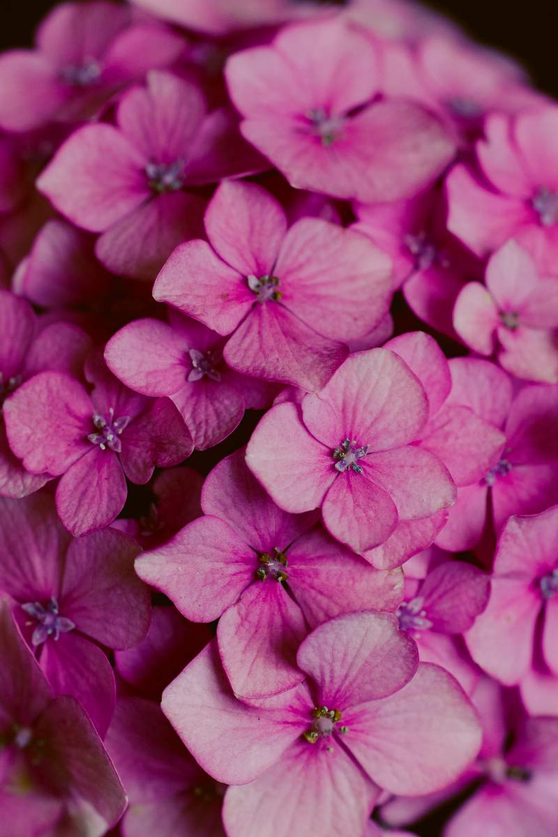 Flowers Images Royalty Free Stock Photos | rawpixel