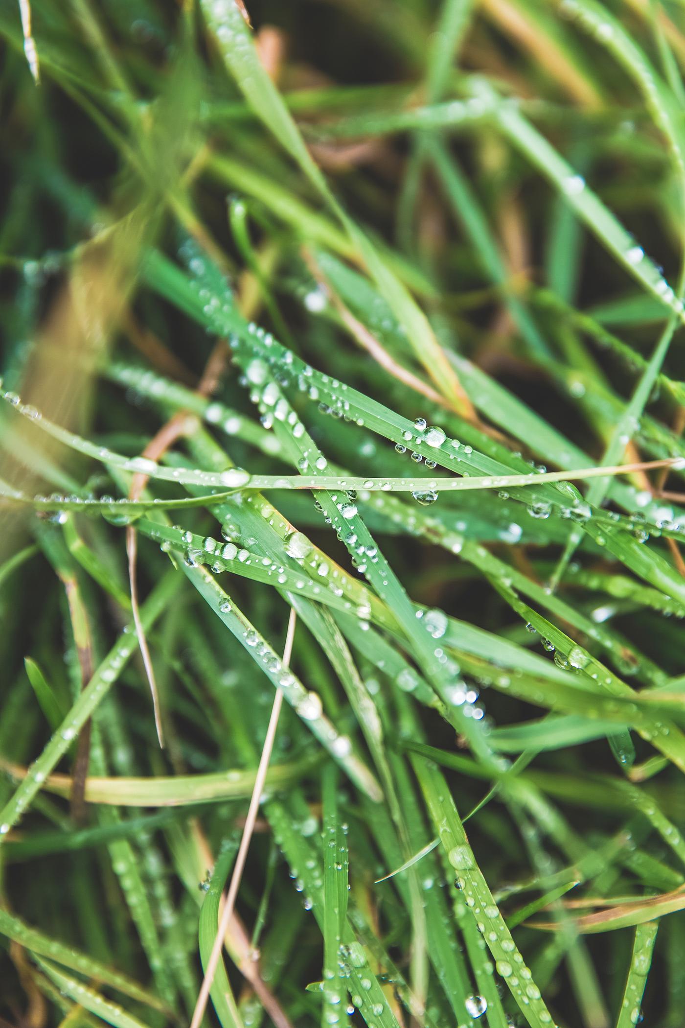Closeup of morning dew on green grass Closeup of morning dew on green grass