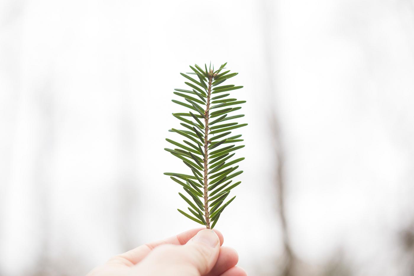 Hand holding a pine tree leaf in the woods Hand holding a pine tree leaf in the woods