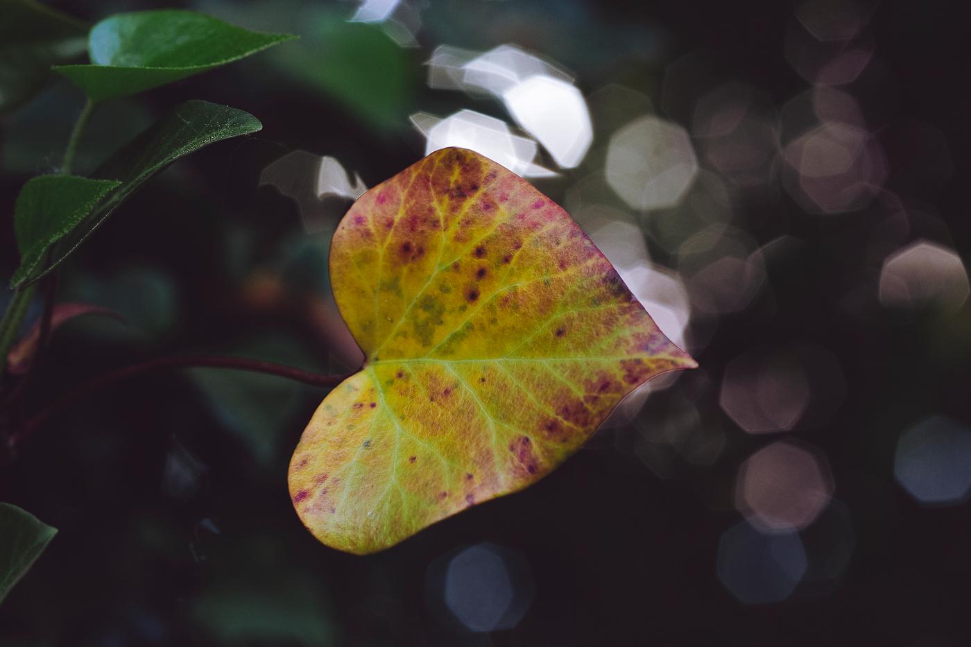 Heart shaped leaf Heart shaped leaf