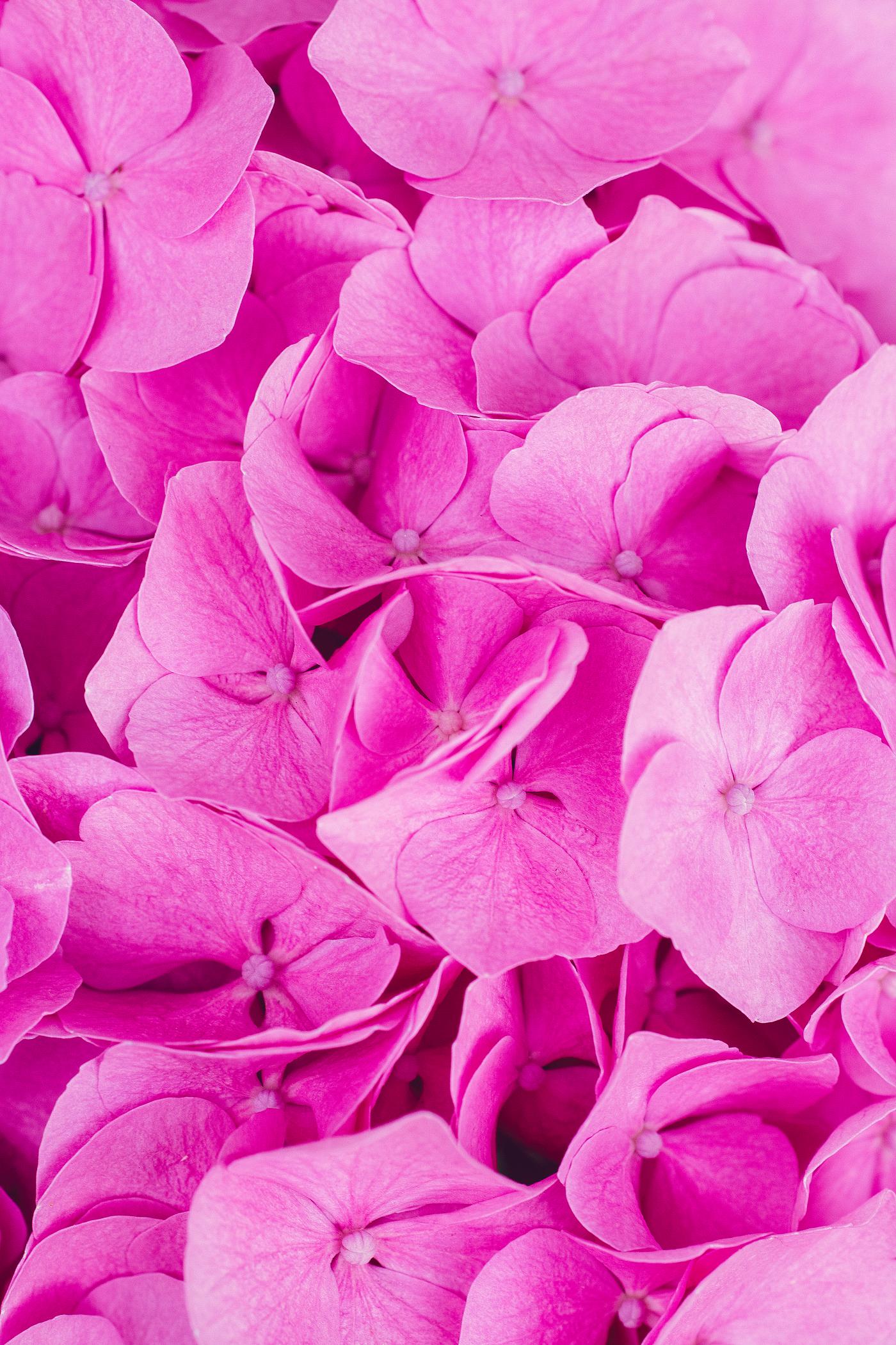Closeup of pink flowers textured wallpaper Closeup of pink flowers textured wallpaper