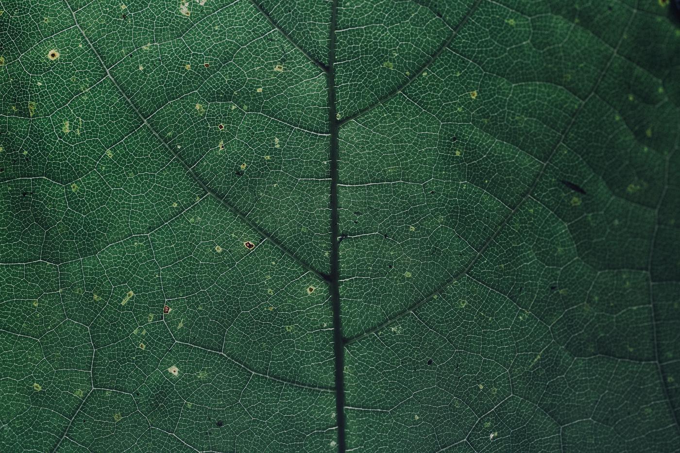 Macro shot of green leaf textured wallpaper Macro shot of green leaf textured wallpaper
